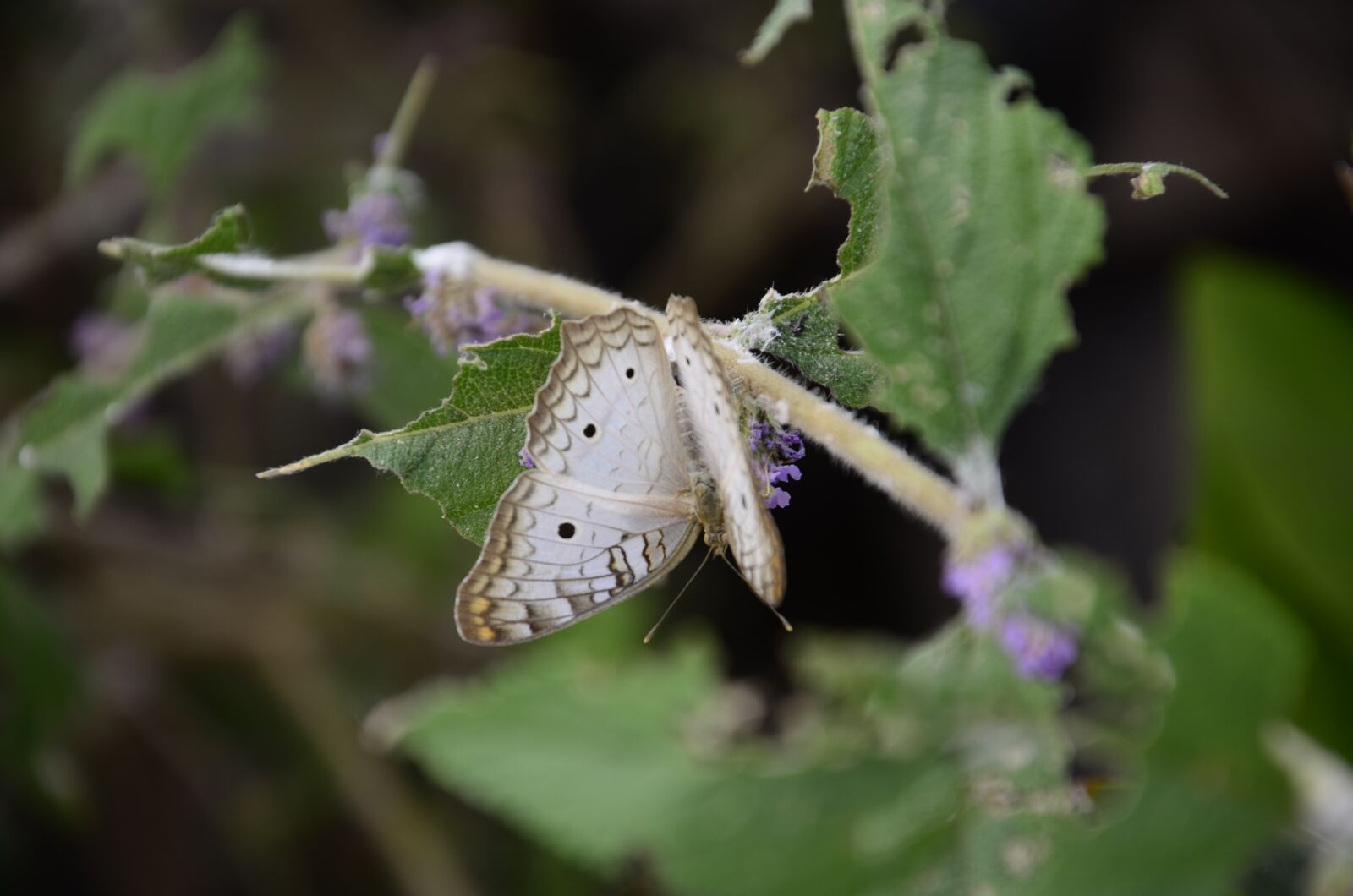 Nikon D7000 sample photo. Nature, metamorphosis, butterfly photography