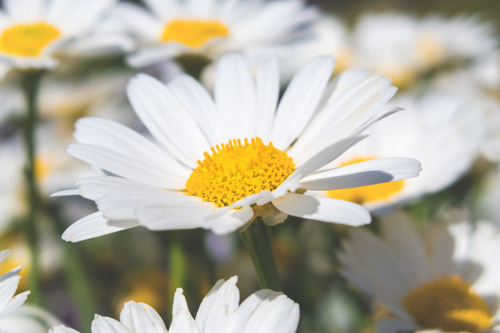 Canon PowerShot G3 X sample photo. Marguerite, blossom, bloom photography