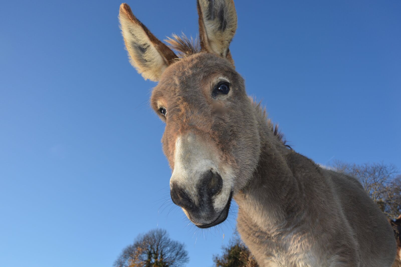 Nikon D5200 sample photo. Donkey, head ass, domestic photography