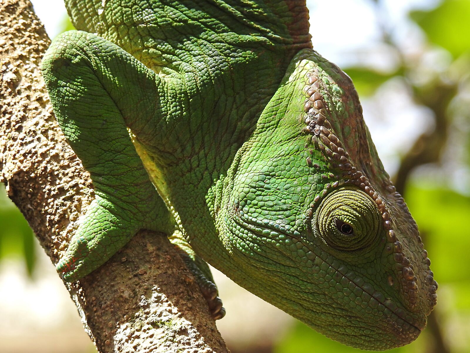 Nikon Coolpix P900 sample photo. Wildlife, nature, animal photography