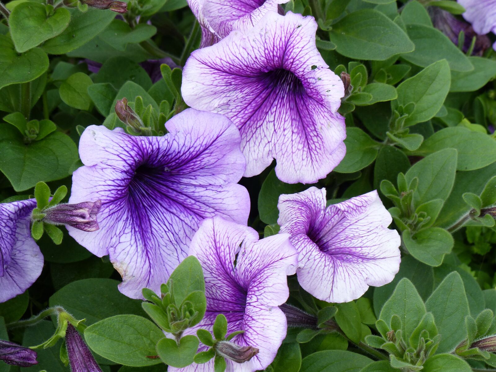 Panasonic Lumix DMC-FZ200 sample photo. Petunia, purple, flower photography