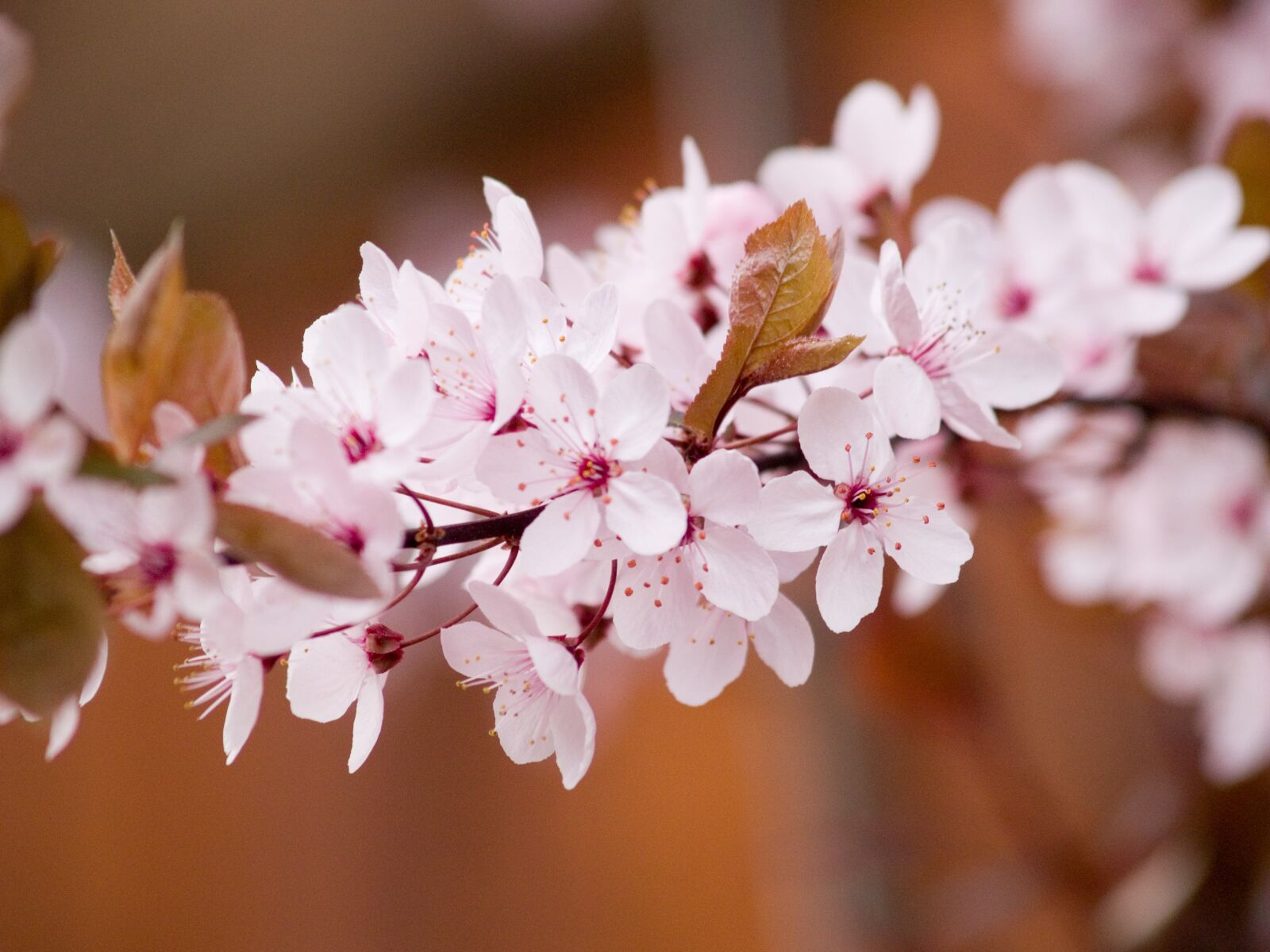 Olympus E-300 (EVOLT E-300) sample photo. Flower, nature, plant photography