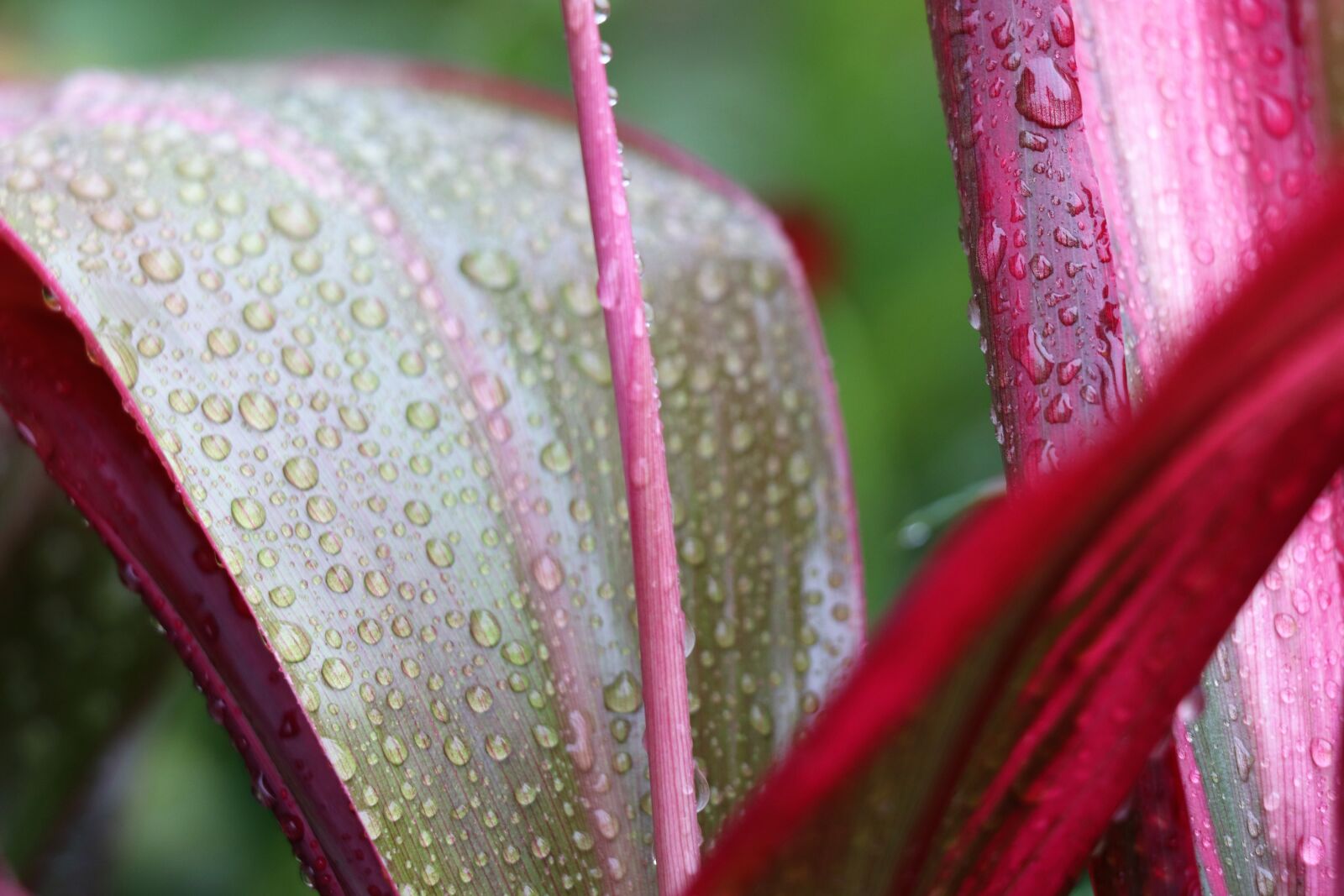 Canon EOS 77D (EOS 9000D / EOS 770D) sample photo. Sheet, flower, drops photography