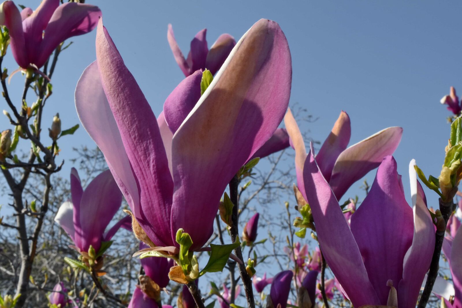 Nikon D5500 sample photo. Flower, spring, nature, tree photography