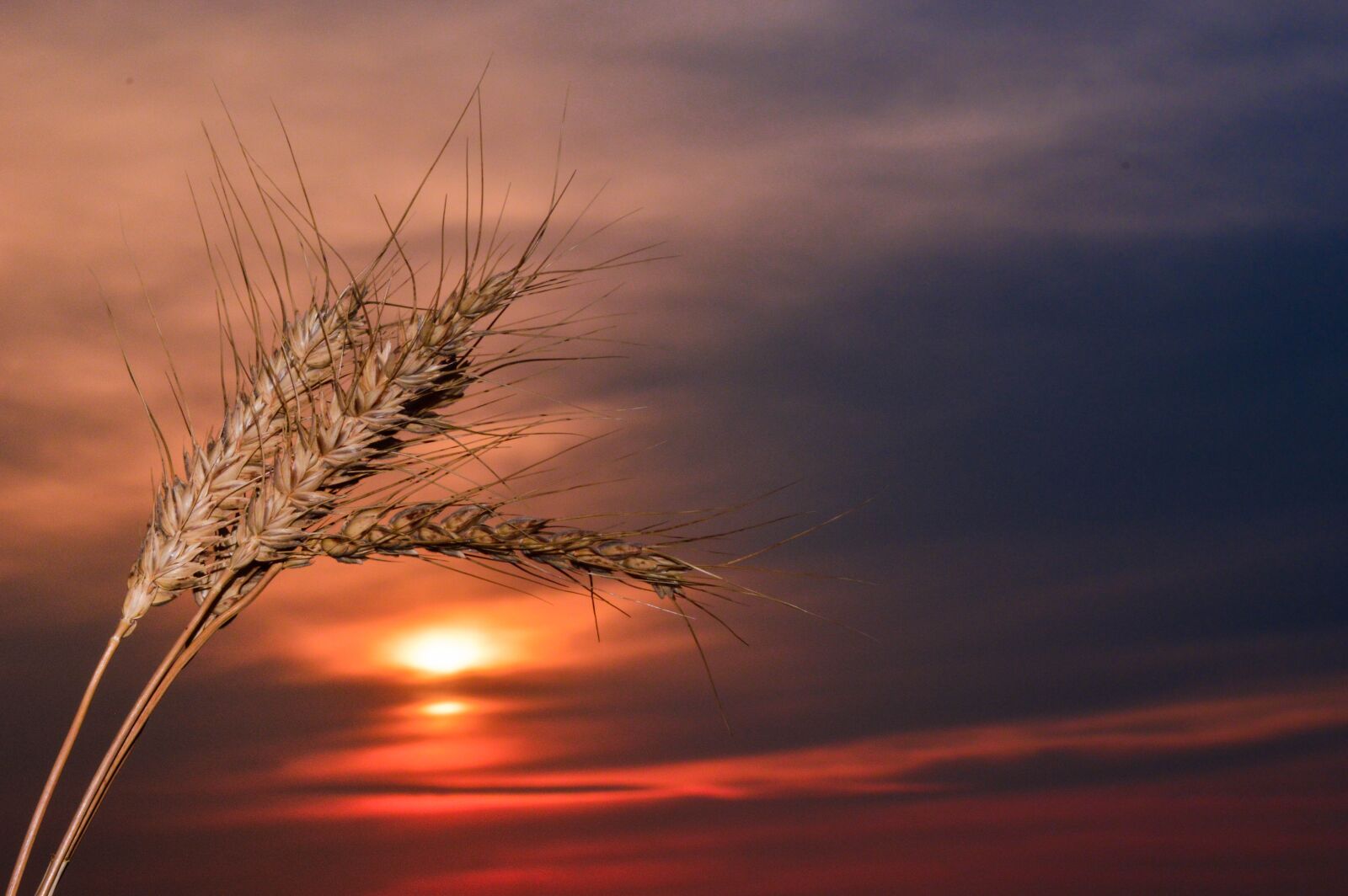 Nikon D3200 sample photo. Spikes, sunset, wheat photography