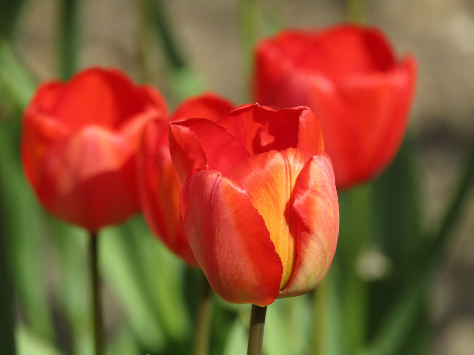 Canon PowerShot SX410 IS sample photo. Tulip, tulips, spring photography