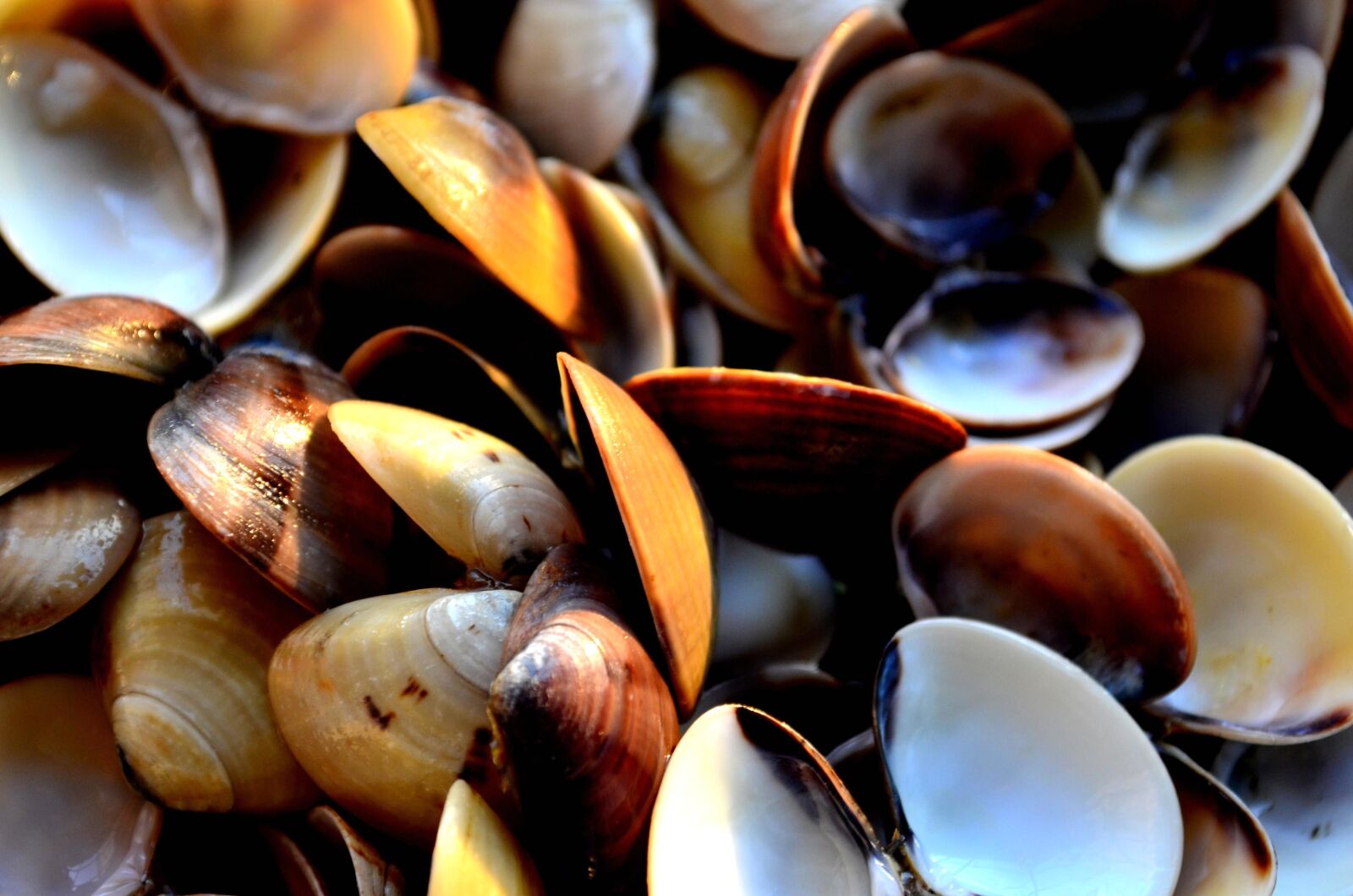 Nikon D5100 sample photo. Seashell, brown, decoration, object photography