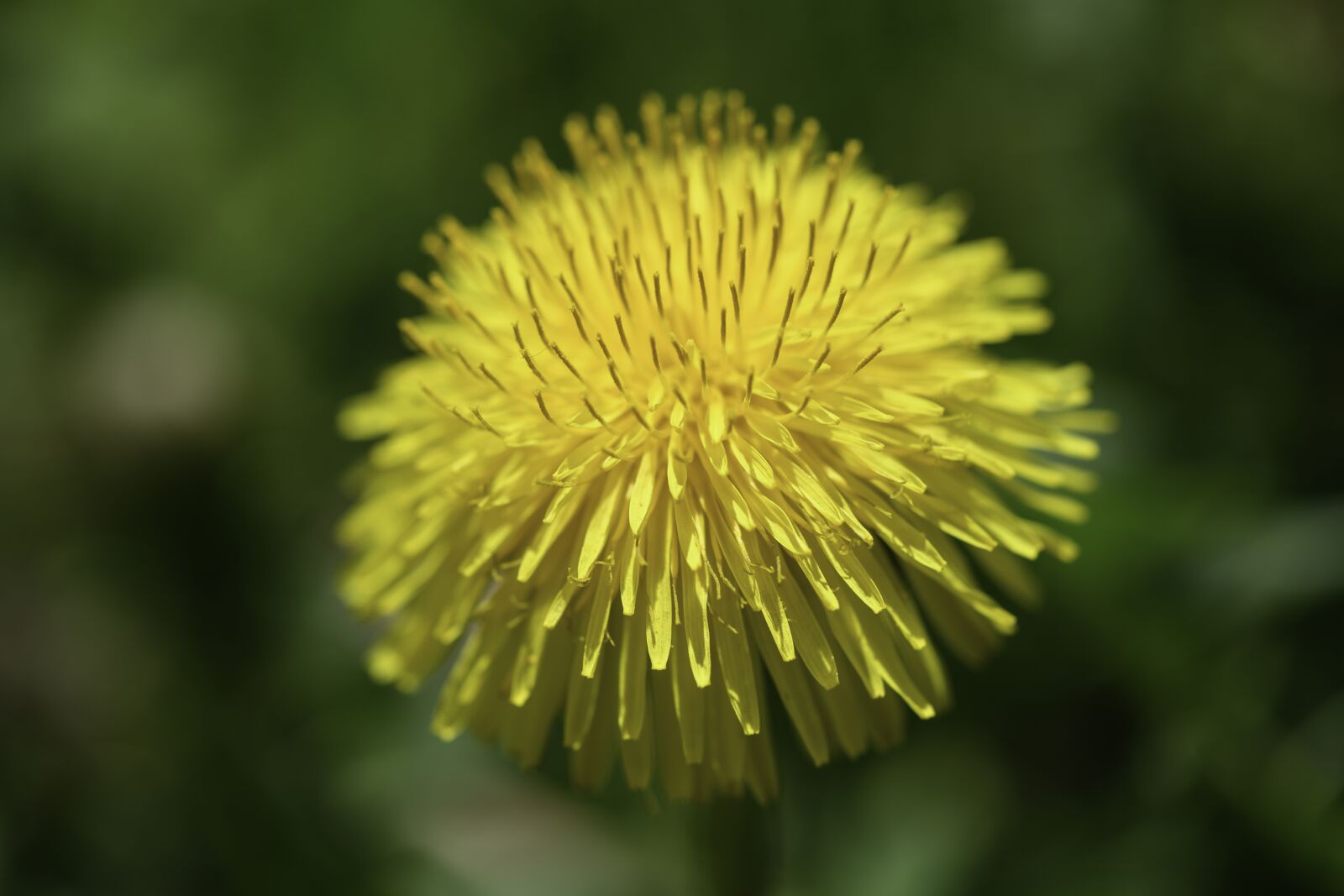 Nikon Z7 sample photo. Spring, dandelion, blossom photography