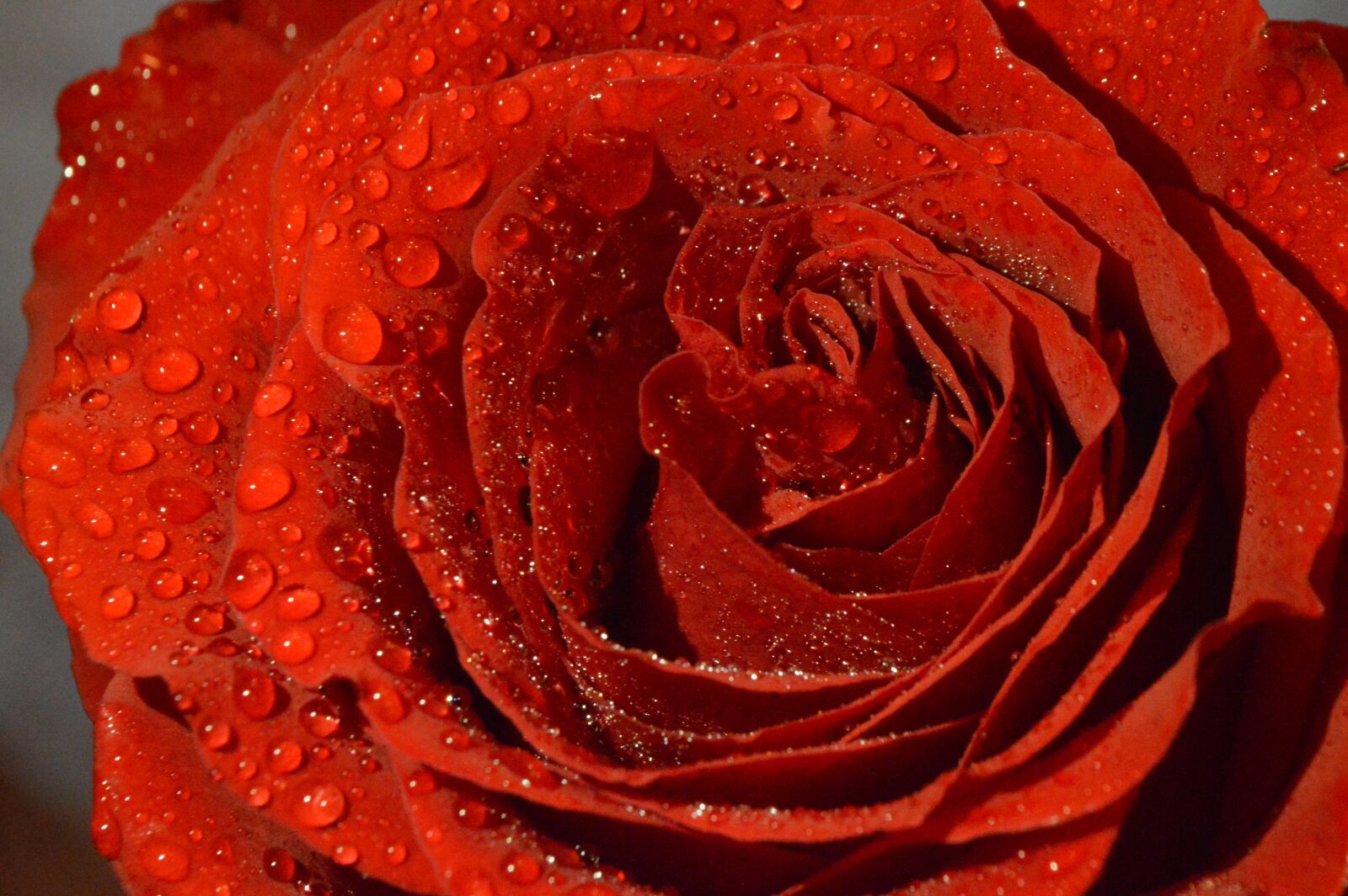 Nikon D3200 sample photo. Rose, flower, beauty photography