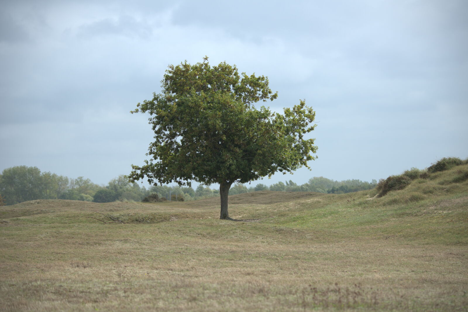 Nikon D800 sample photo
