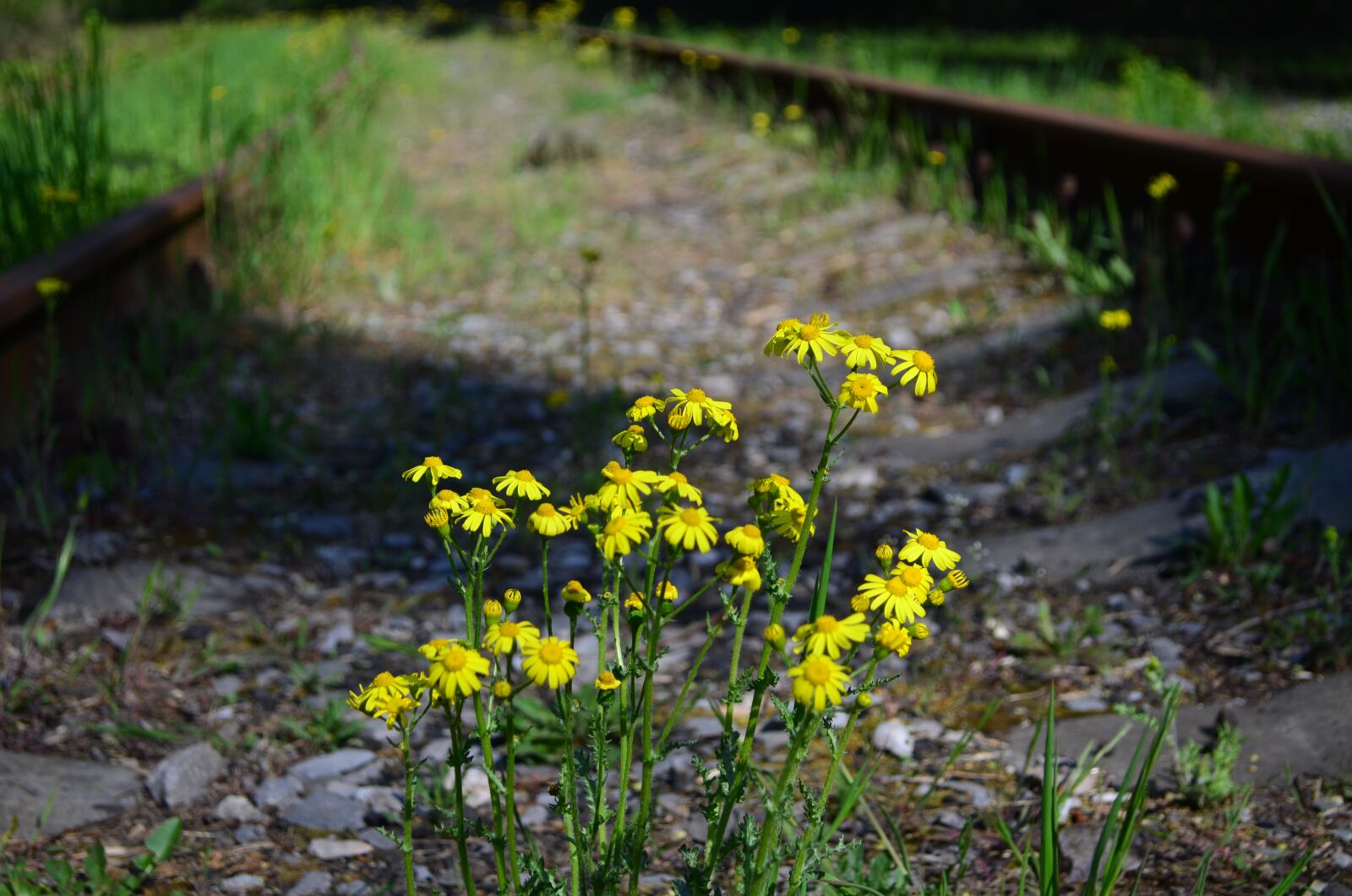 Nikon D5100 sample photo. Rails, flowers, the way photography