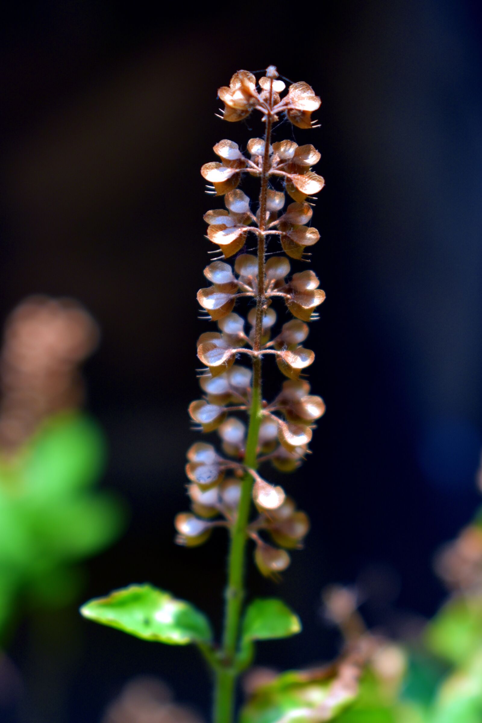 Nikon D5600 sample photo. Basil holy, tulsi seeds photography