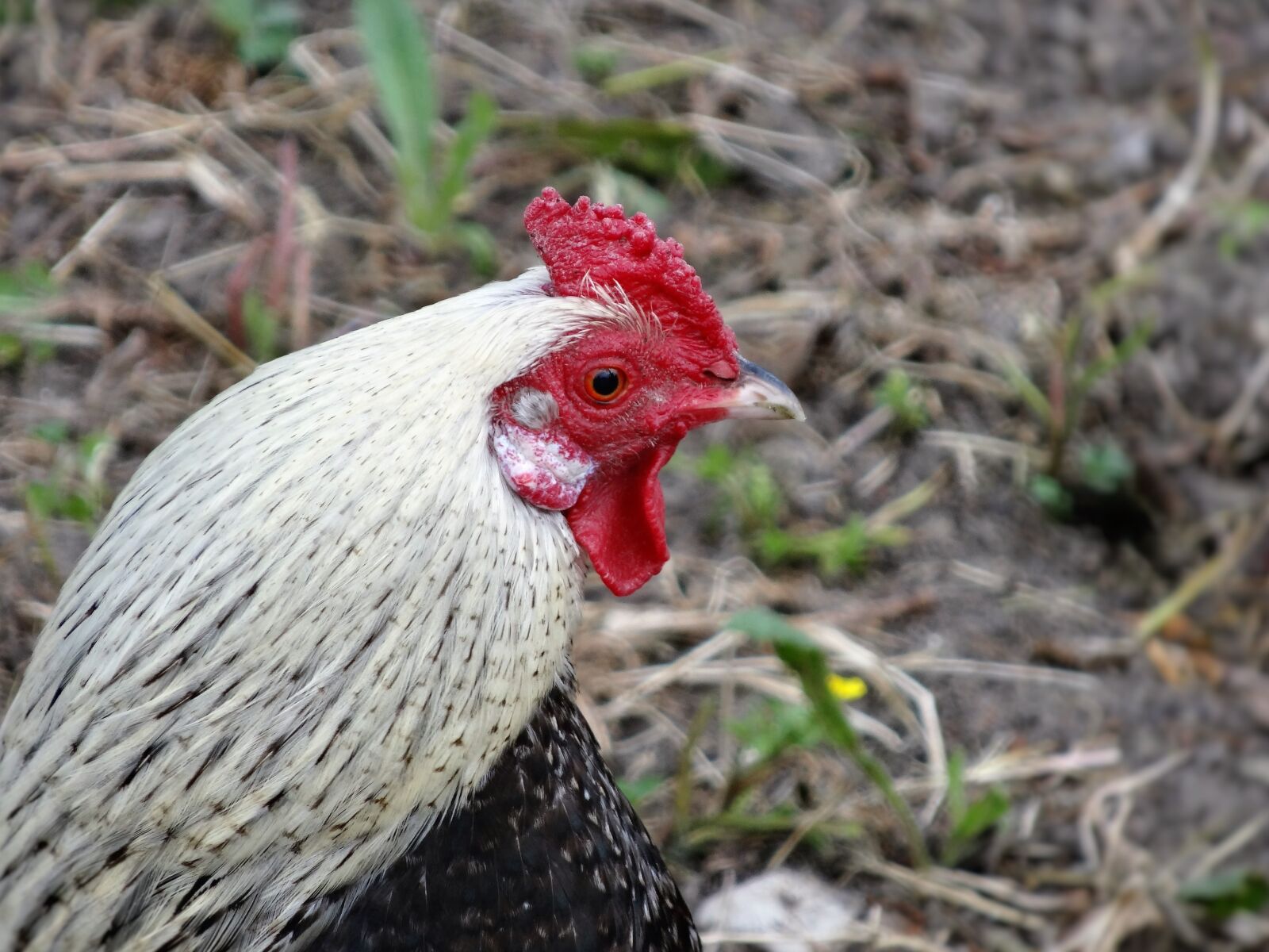 Sony Cyber-shot DSC-HX20V sample photo. Rooster, farm, animal photography