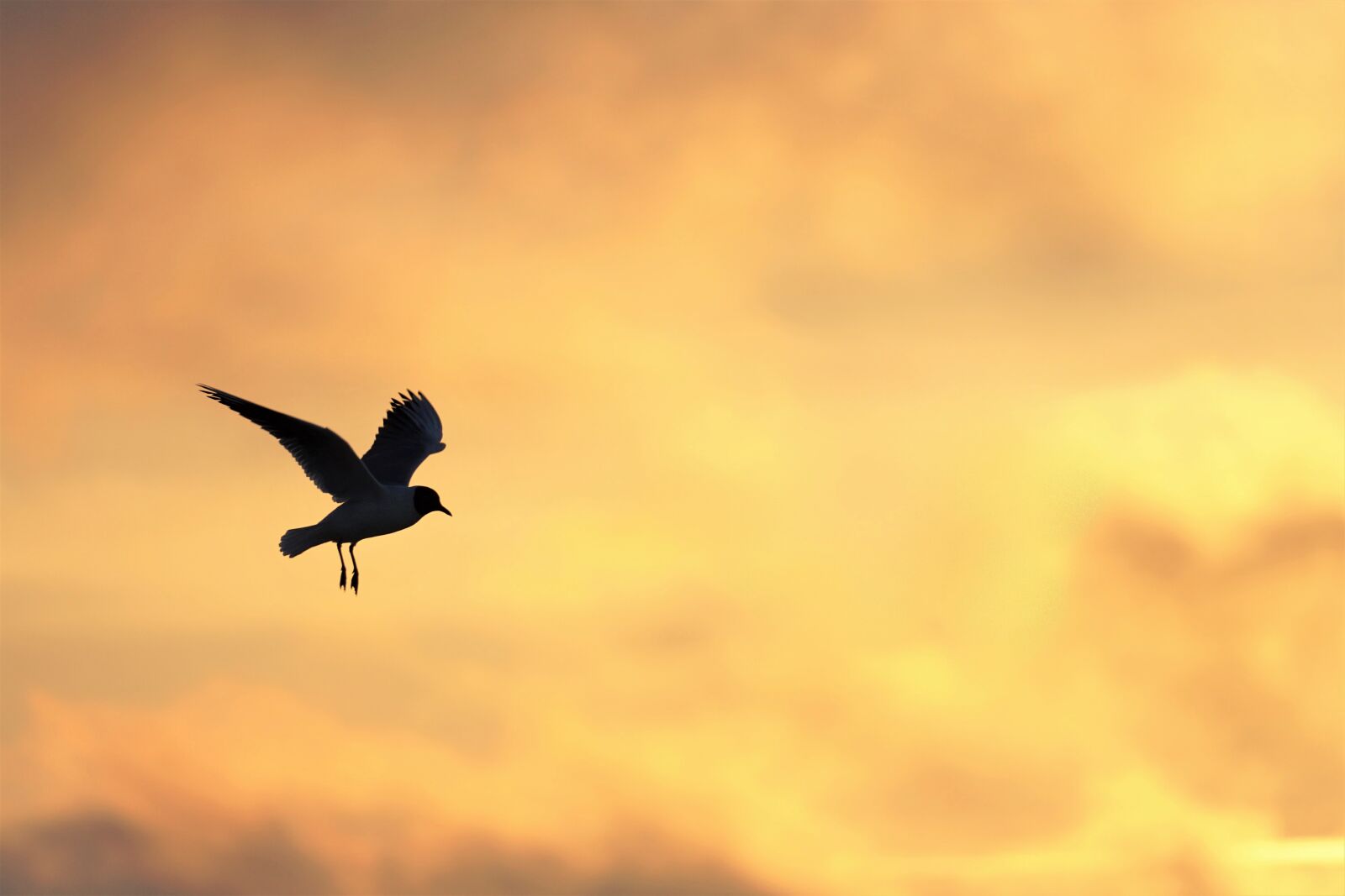 Sony E 70-350mm F4.5-6.3 G OSS sample photo. Seagull, sunset, sea photography