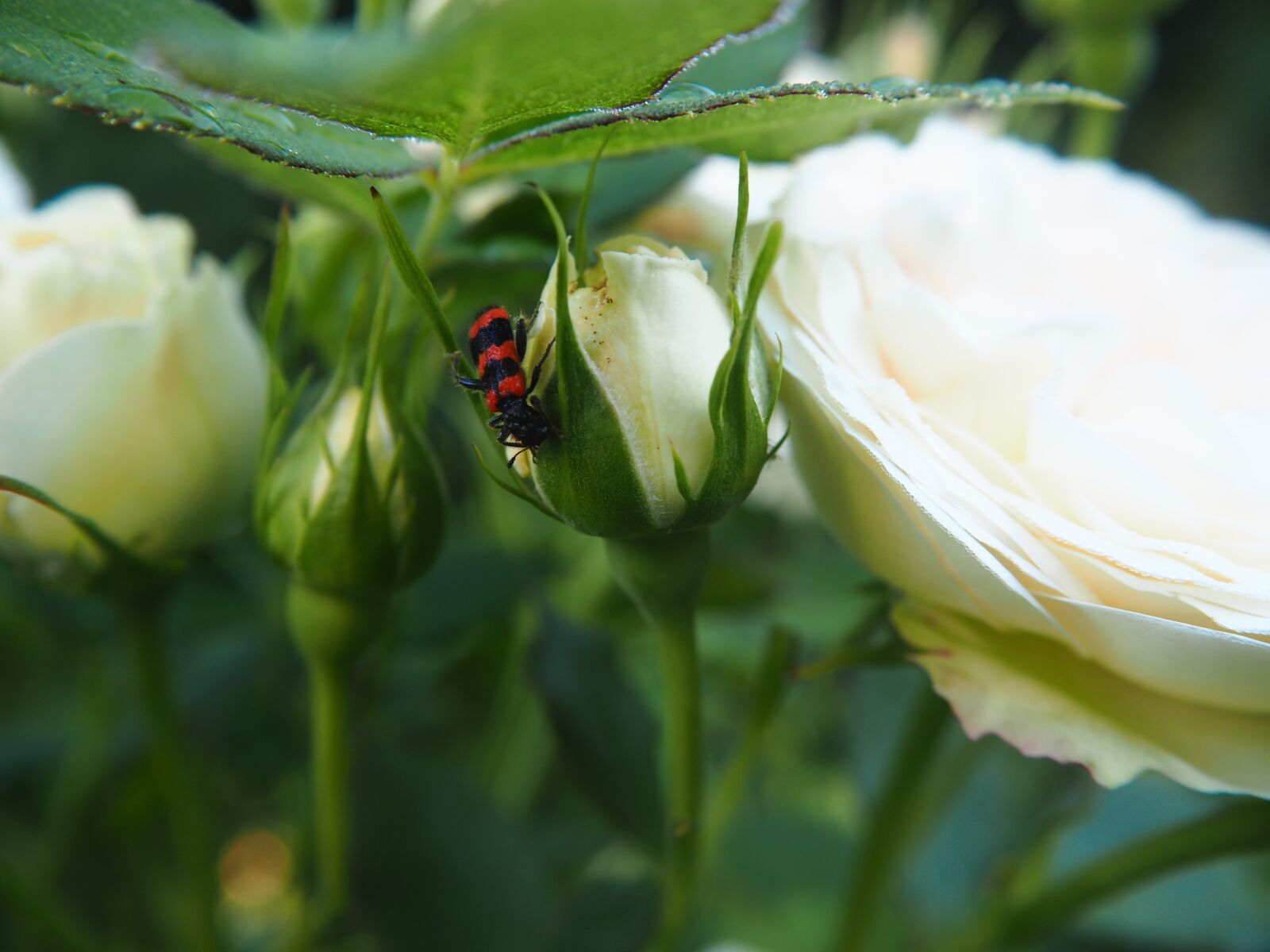 Olympus PEN E-PL7 sample photo. White rose, flower, garden photography