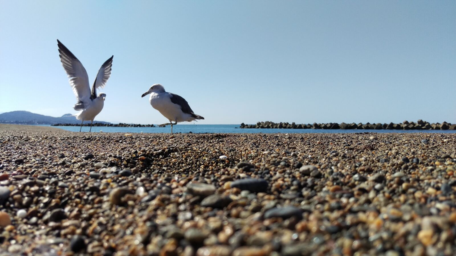 HTC HTV31 sample photo. Beach, sea gull, wild photography