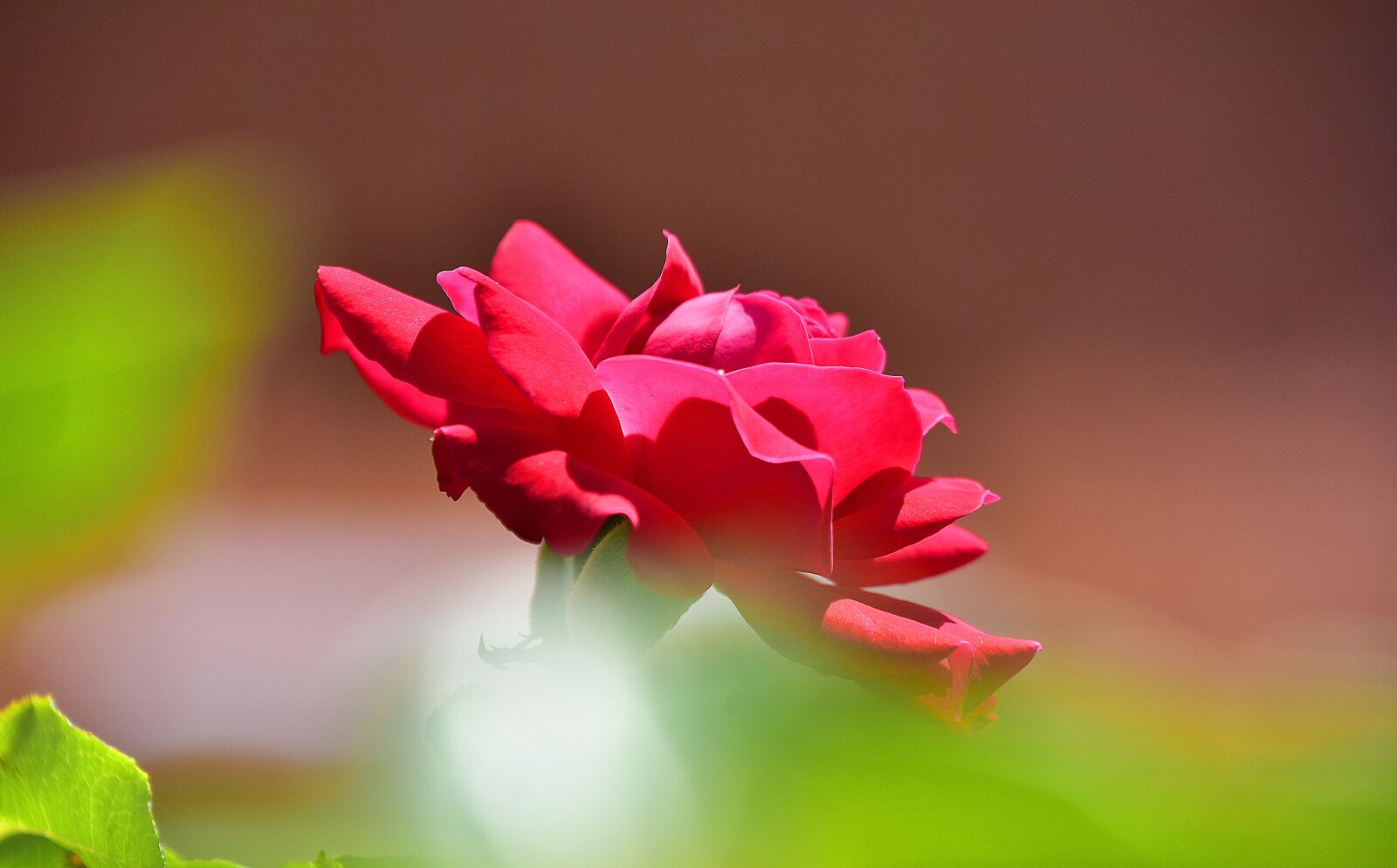Nikon D7200 sample photo. Flower, garden, rosa photography