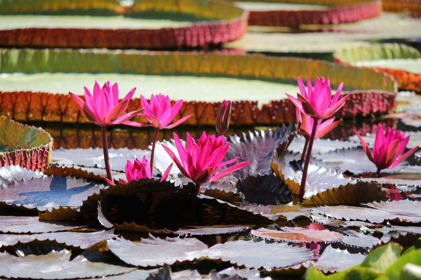 Canon EF-S 55-250mm F4-5.6 IS II sample photo. Water lily, pond, aquatic photography