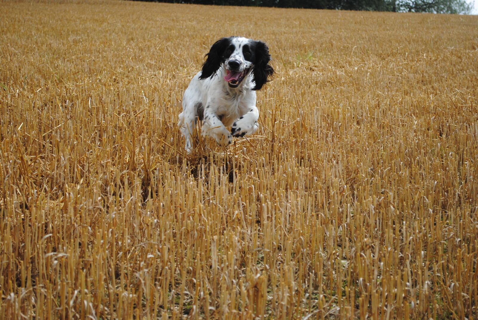 Nikon D3000 sample photo. Hunting, dog, spaniel photography