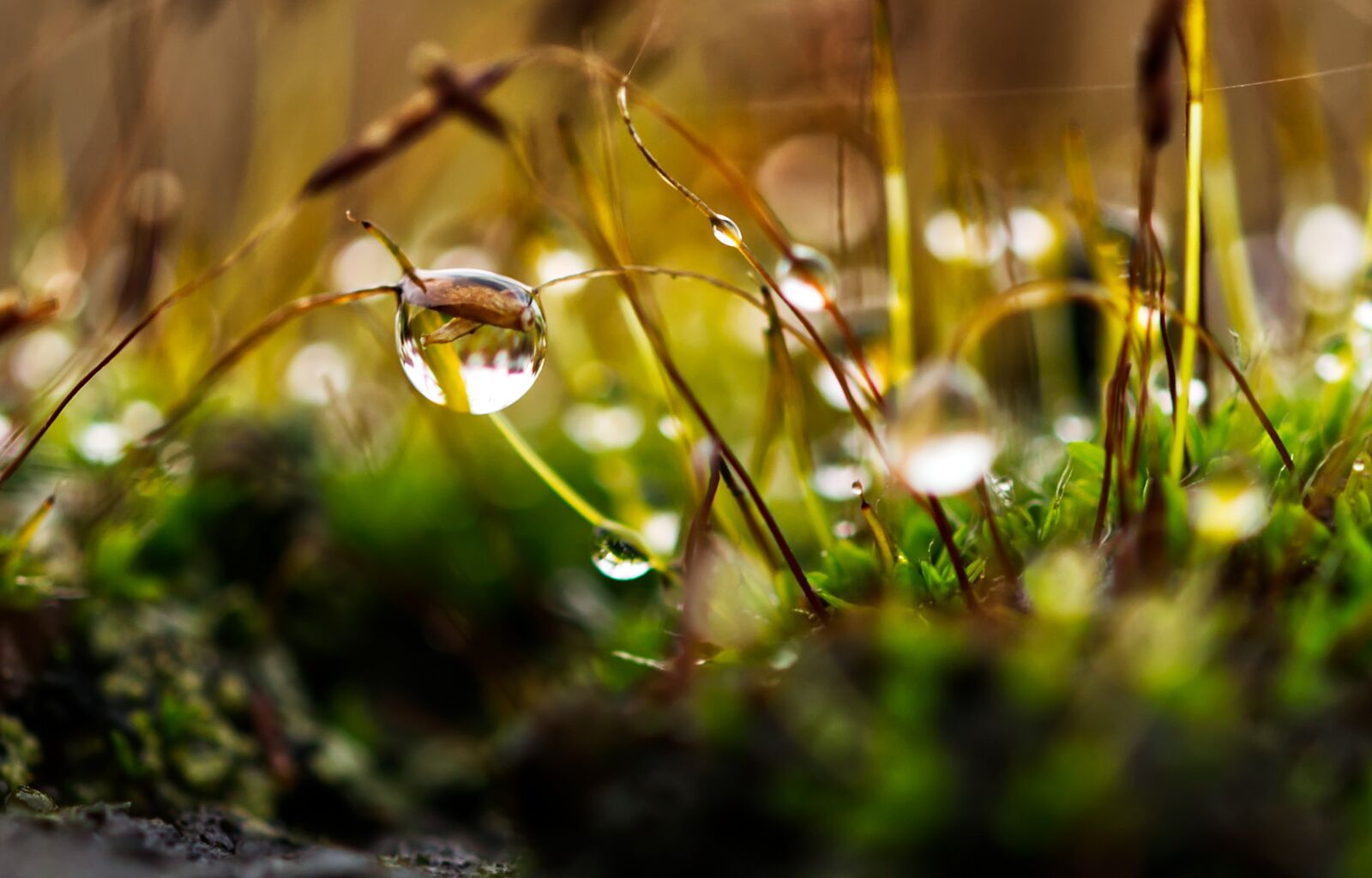 Nikon D3100 sample photo. Moss, drip, water photography