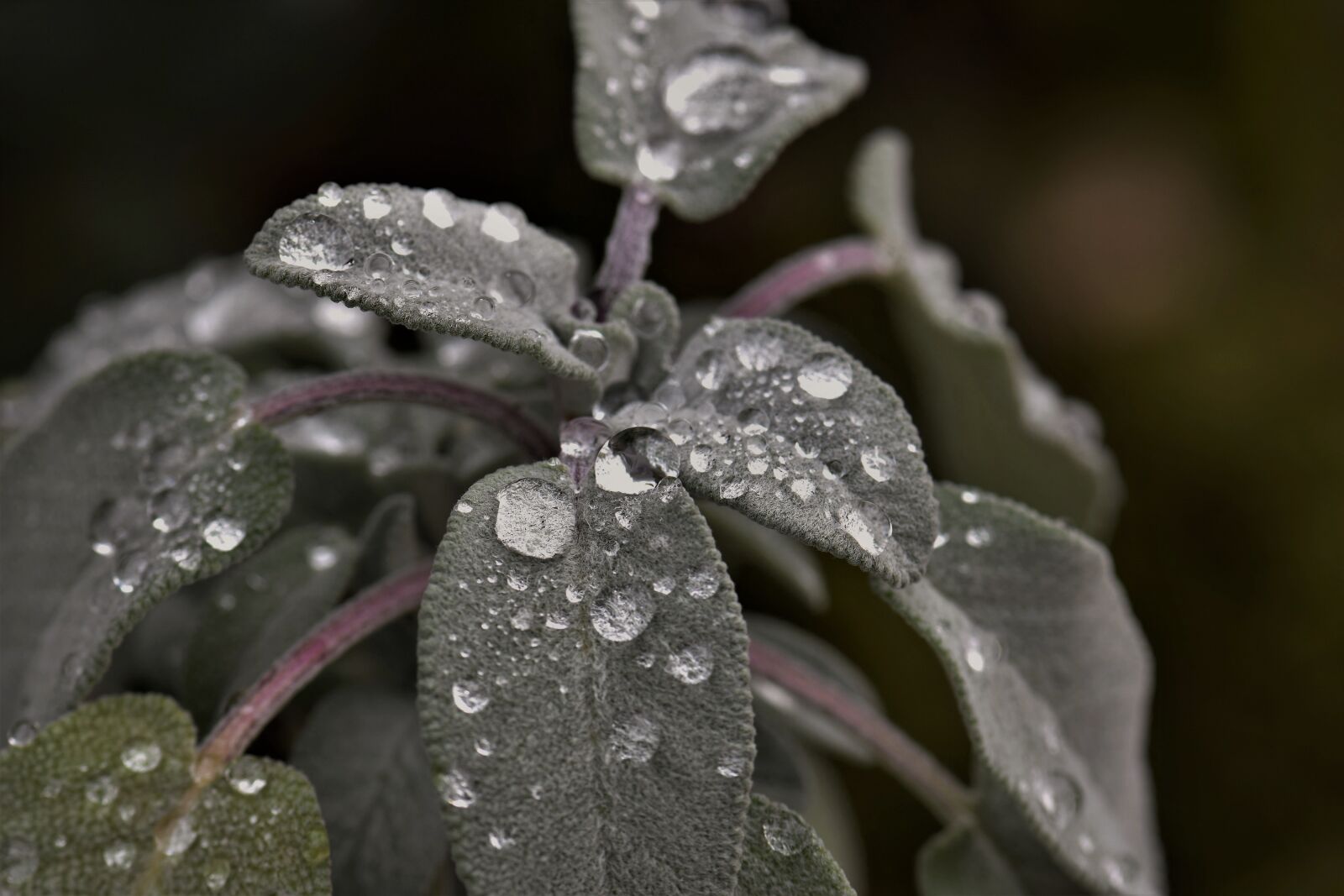 Nikon D5500 sample photo. Sage, plant, raindrop photography