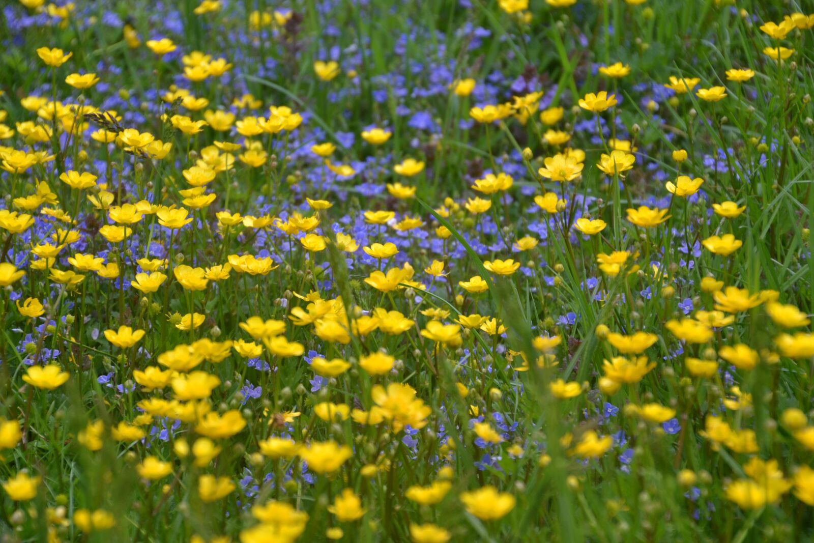 Nikon D3100 sample photo. Meadow, flowers, flower meadow photography