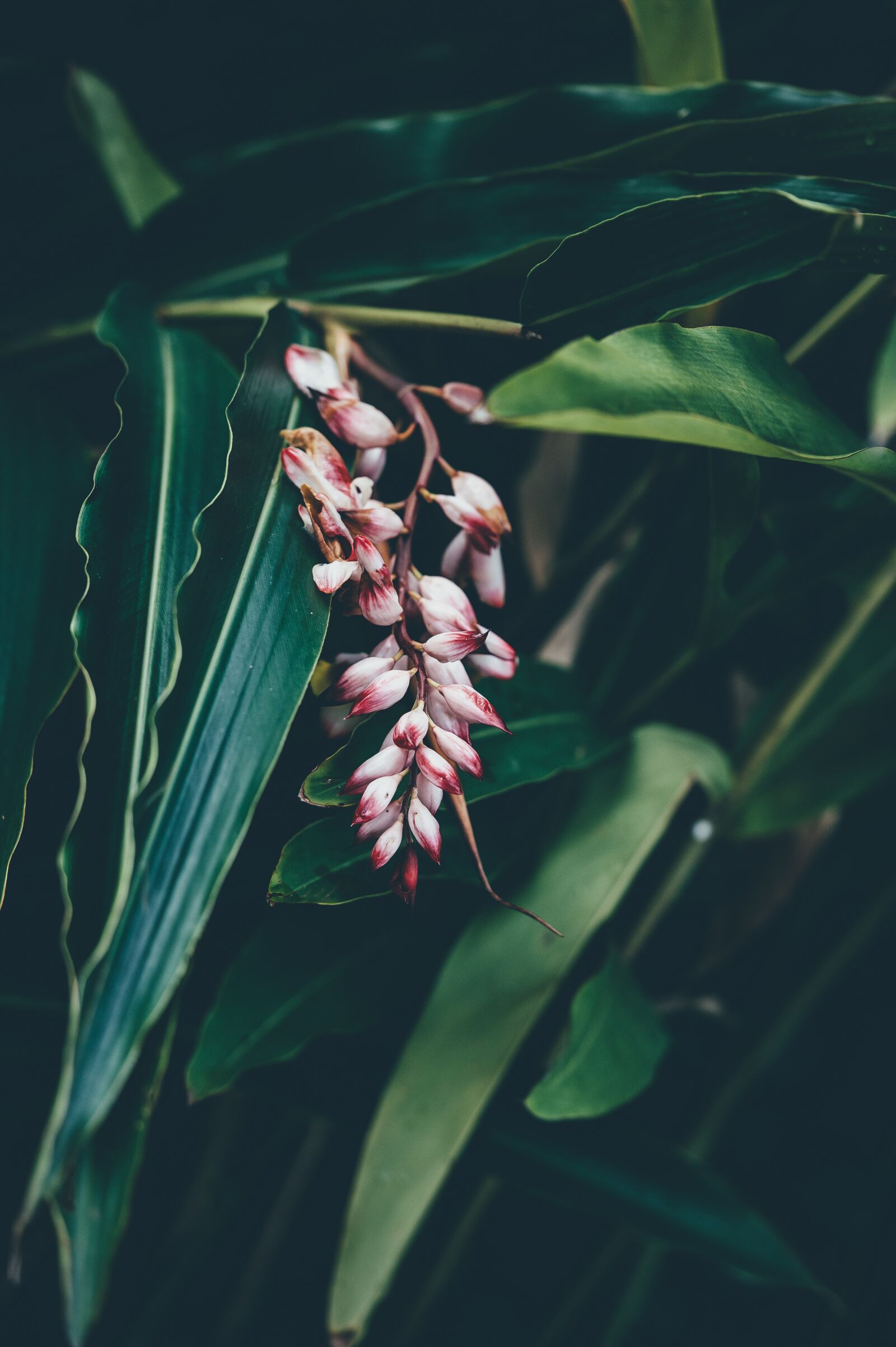 Nikon D4S sample photo. Blooming, botanical, close-up photography