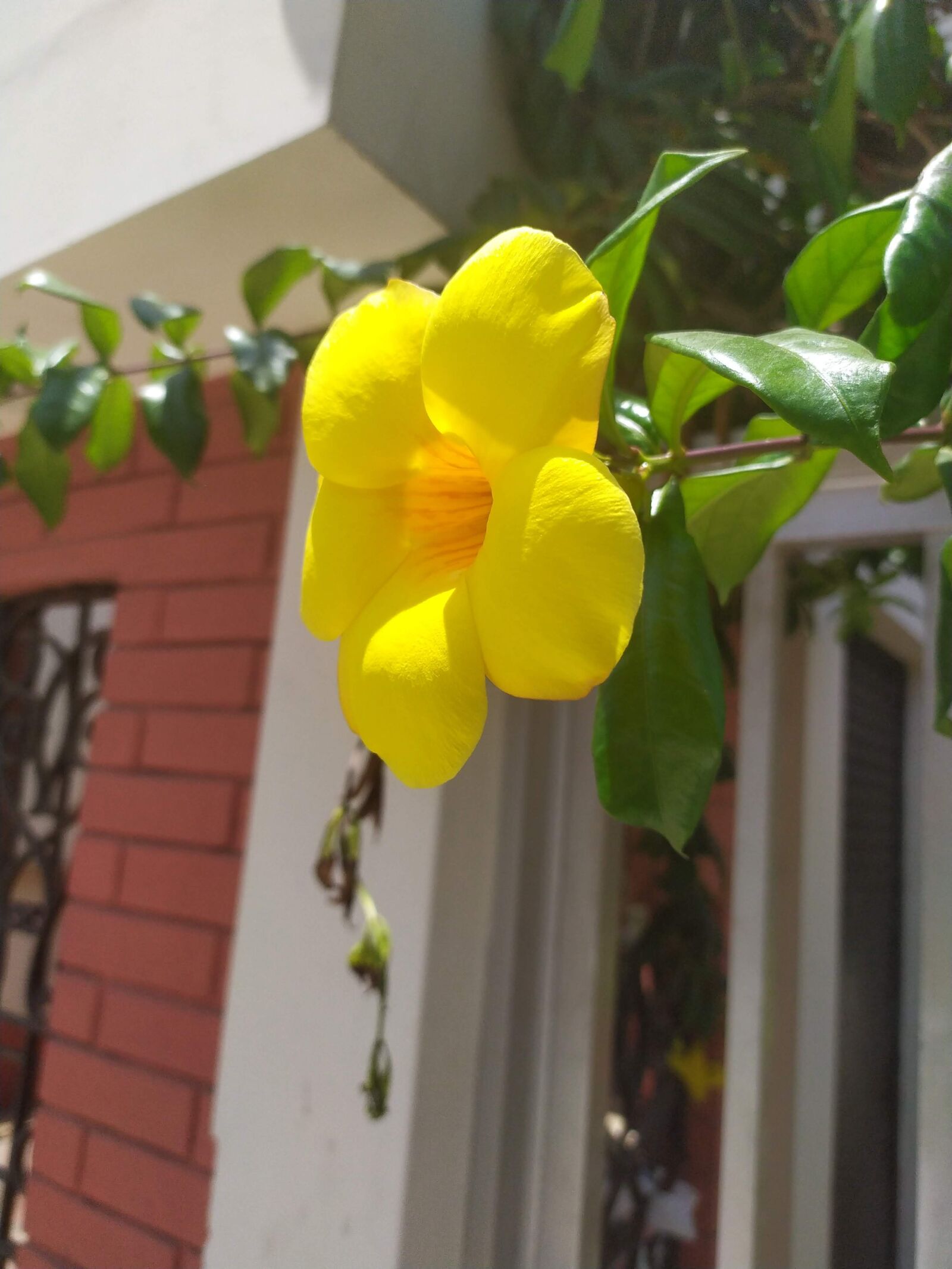 Xiaomi Redmi Note 7 sample photo. Flower, yellow, hibiscus photography