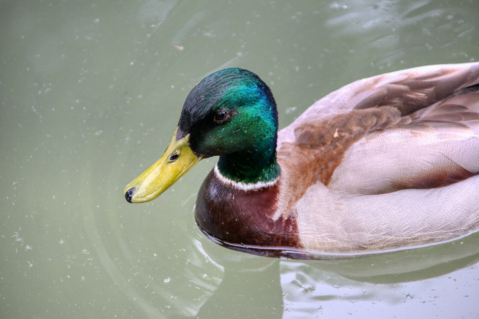Canon EOS 80D sample photo. Duck, drake, bill photography