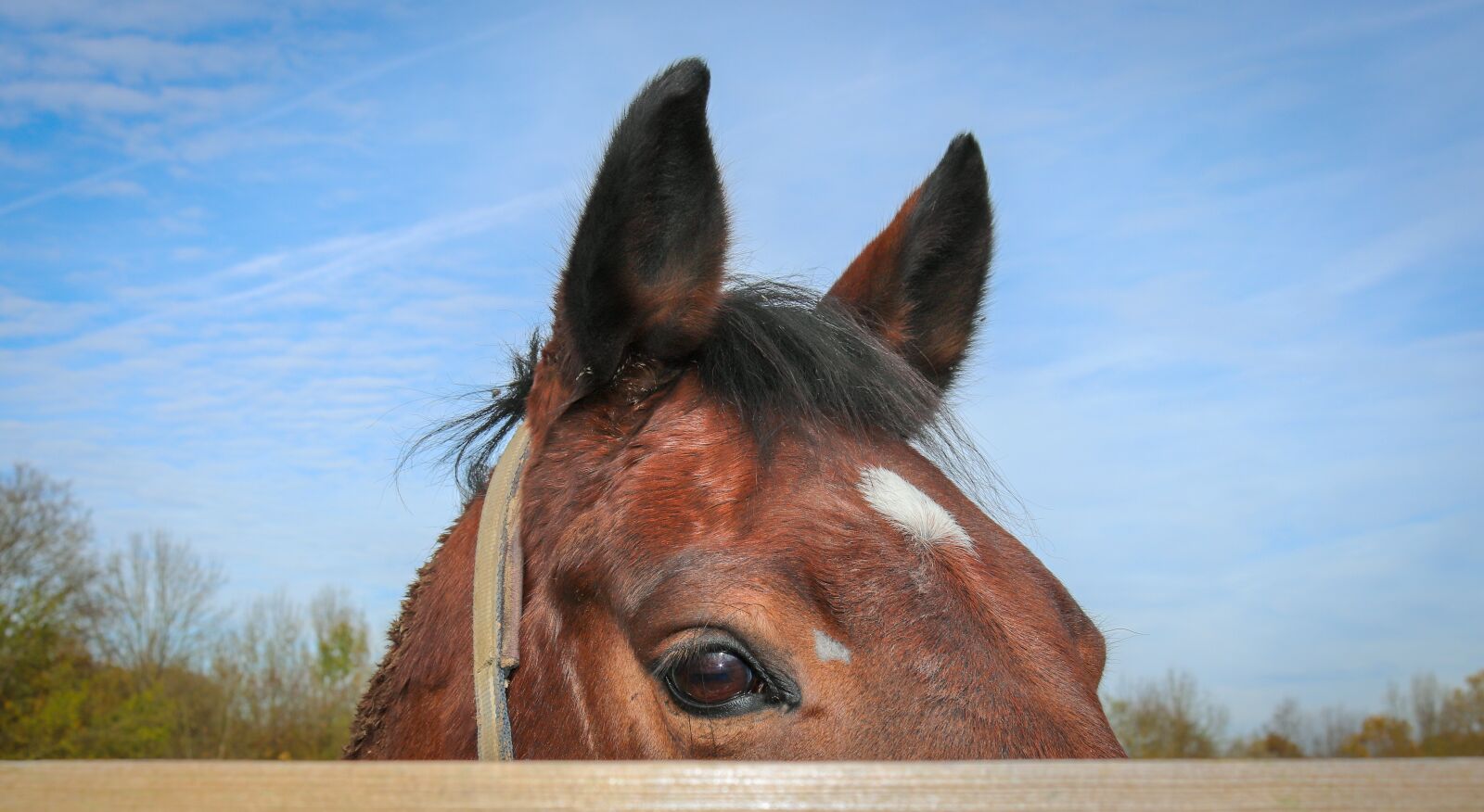 Canon EOS 200D (EOS Rebel SL2 / EOS Kiss X9) sample photo. Horse, horse head, animal photography