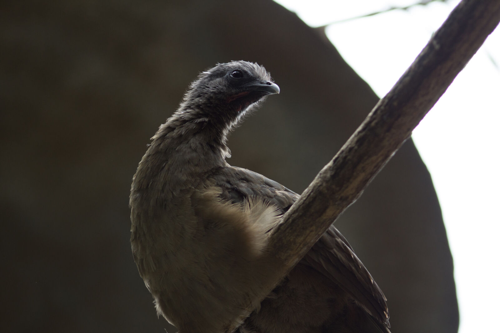 Canon EF 75-300mm f/4-5.6 sample photo. Bird, bird, s, eye photography