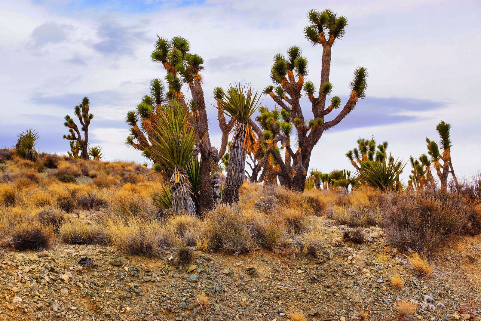 Sony SLT-A65 (SLT-A65V) sample photo. Cactus, desert, nature photography