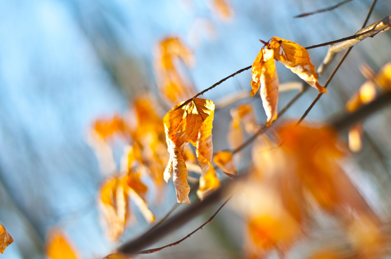 Nikon D5000 sample photo. Forest, winter, snow photography