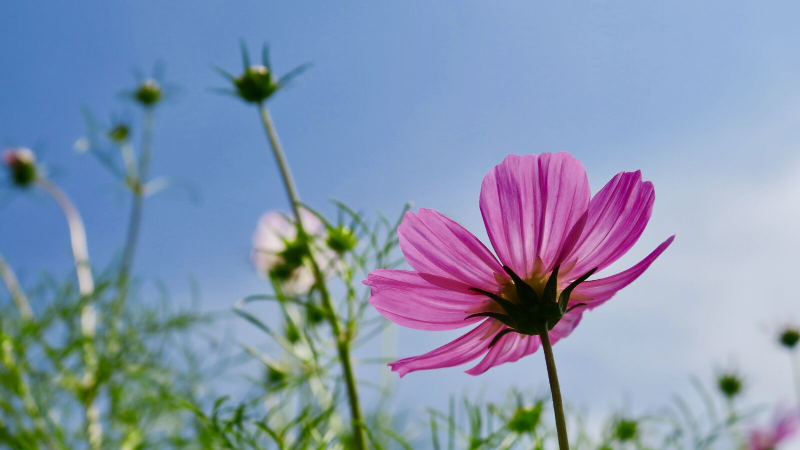 Canon PowerShot G3 X sample photo. Cosmos, flower, cosmos pink photography