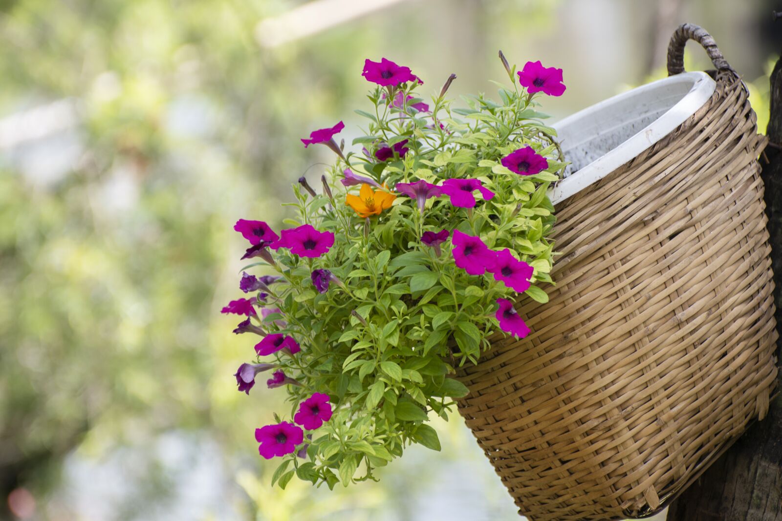 Nikon D7500 sample photo. Flower basket, flower, decoration photography