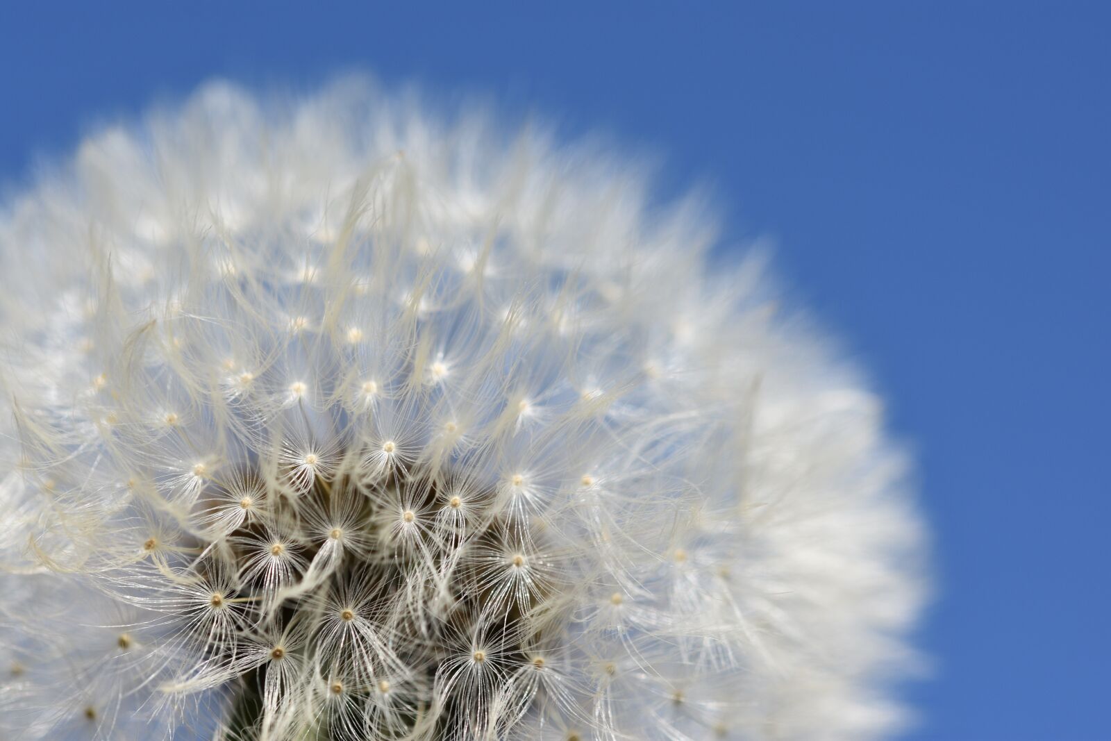 Nikon D3400 sample photo. Dandelion, clock, plant photography
