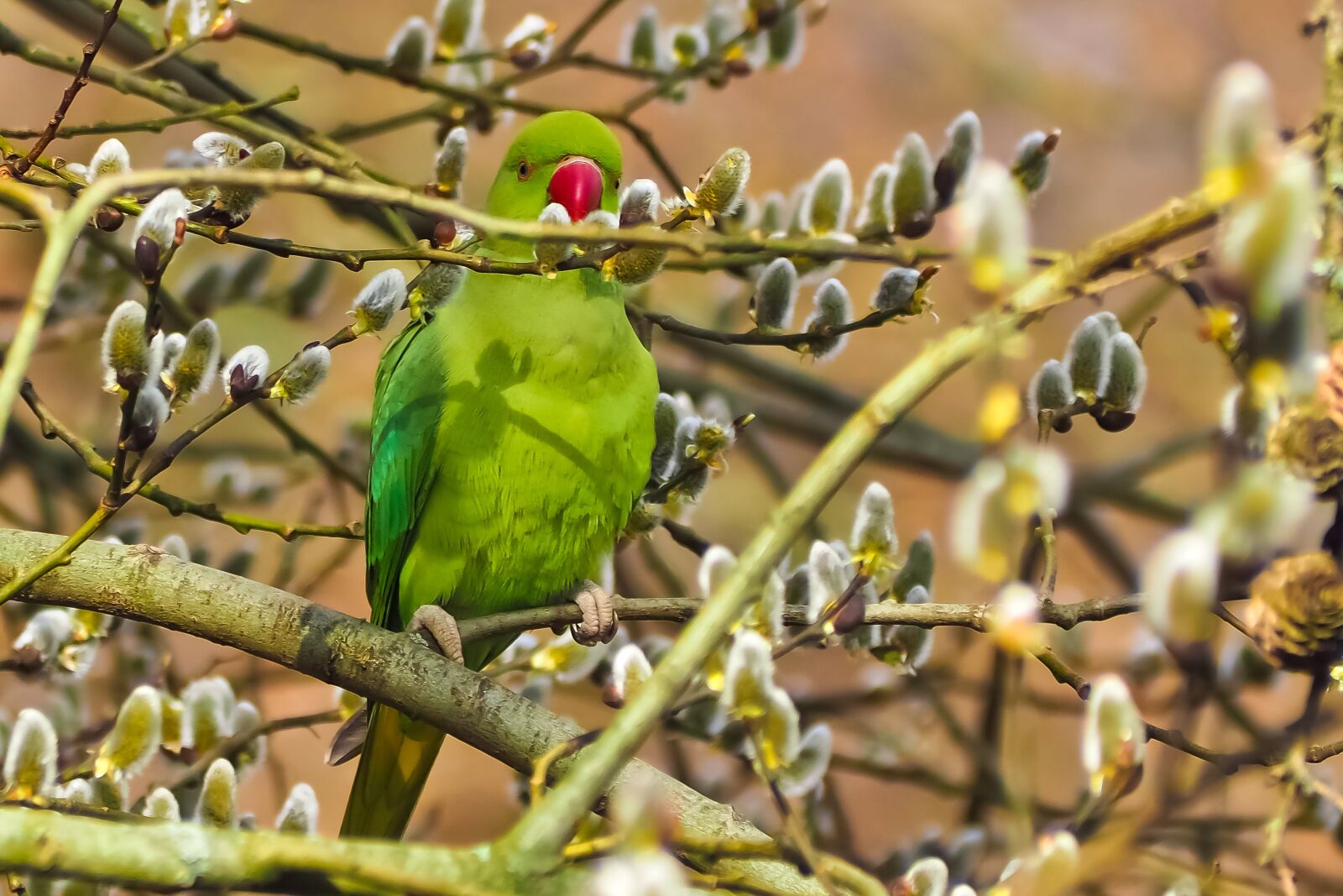 Olympus OM-D E-M10 sample photo. Bird, parakeet, necked parakeet photography