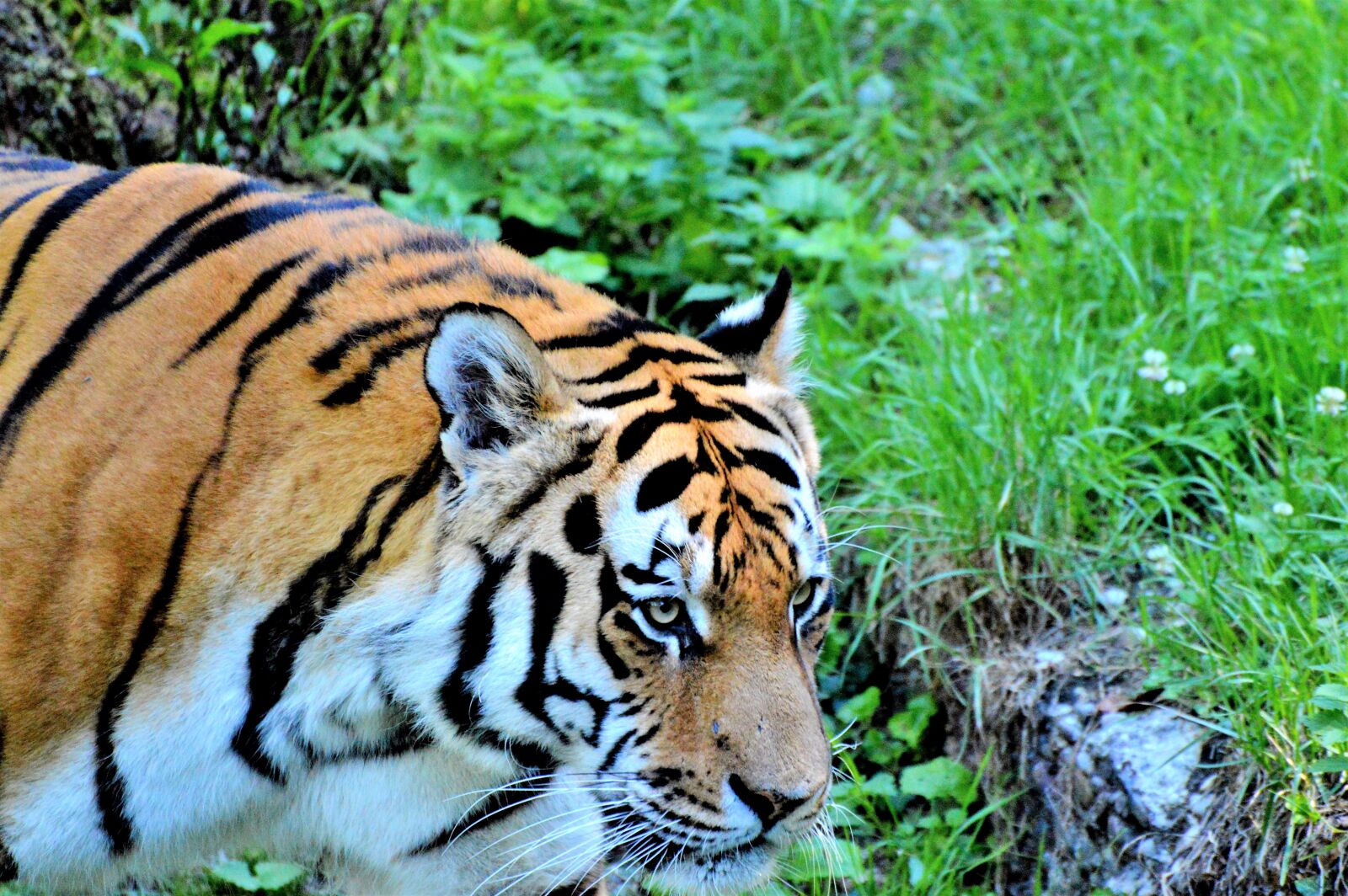 Nikon D3200 sample photo. Tiger, big cat, predator photography