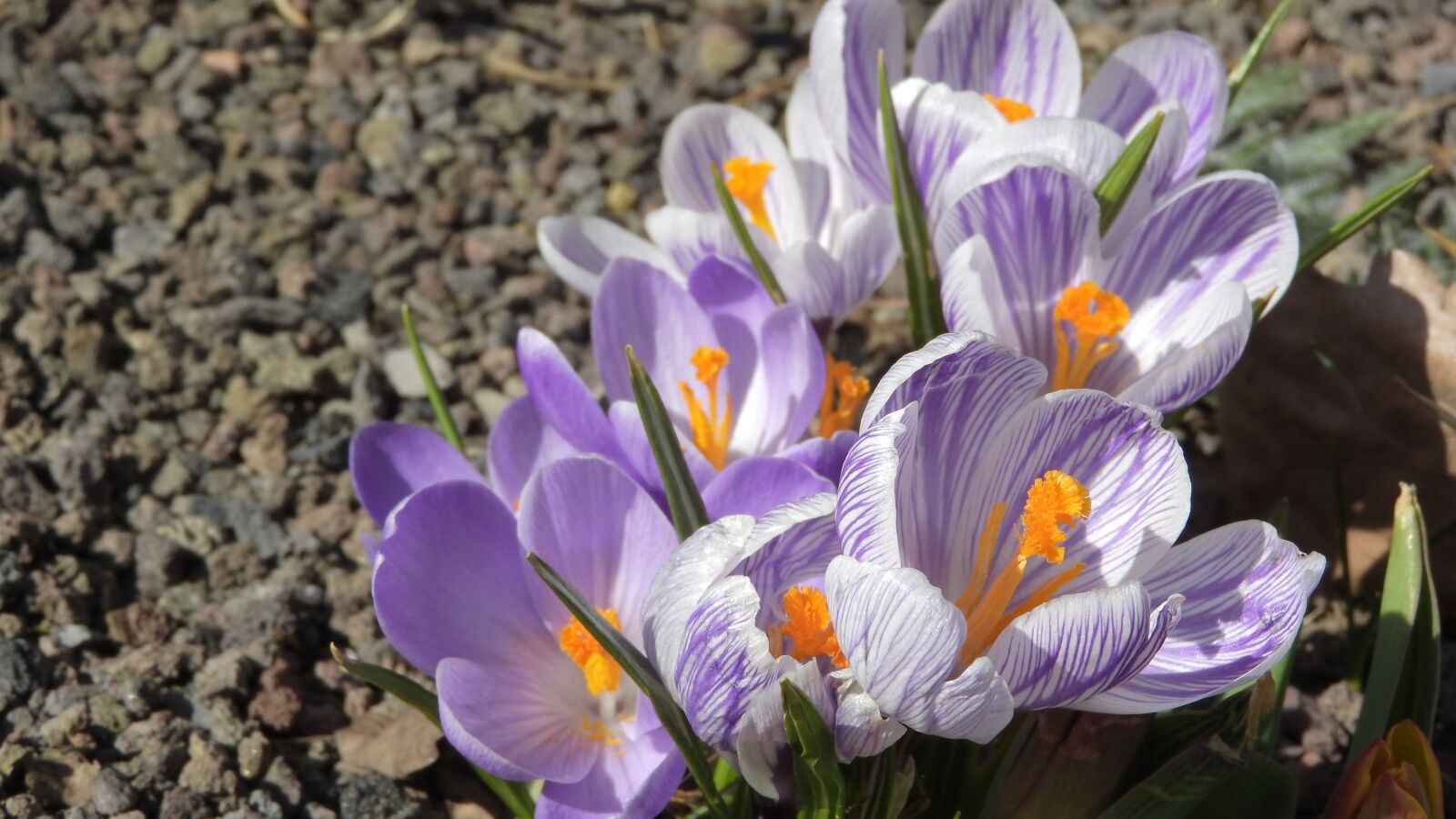 Nikon Coolpix P610 sample photo. Saffron, crocus, flowering afr photography