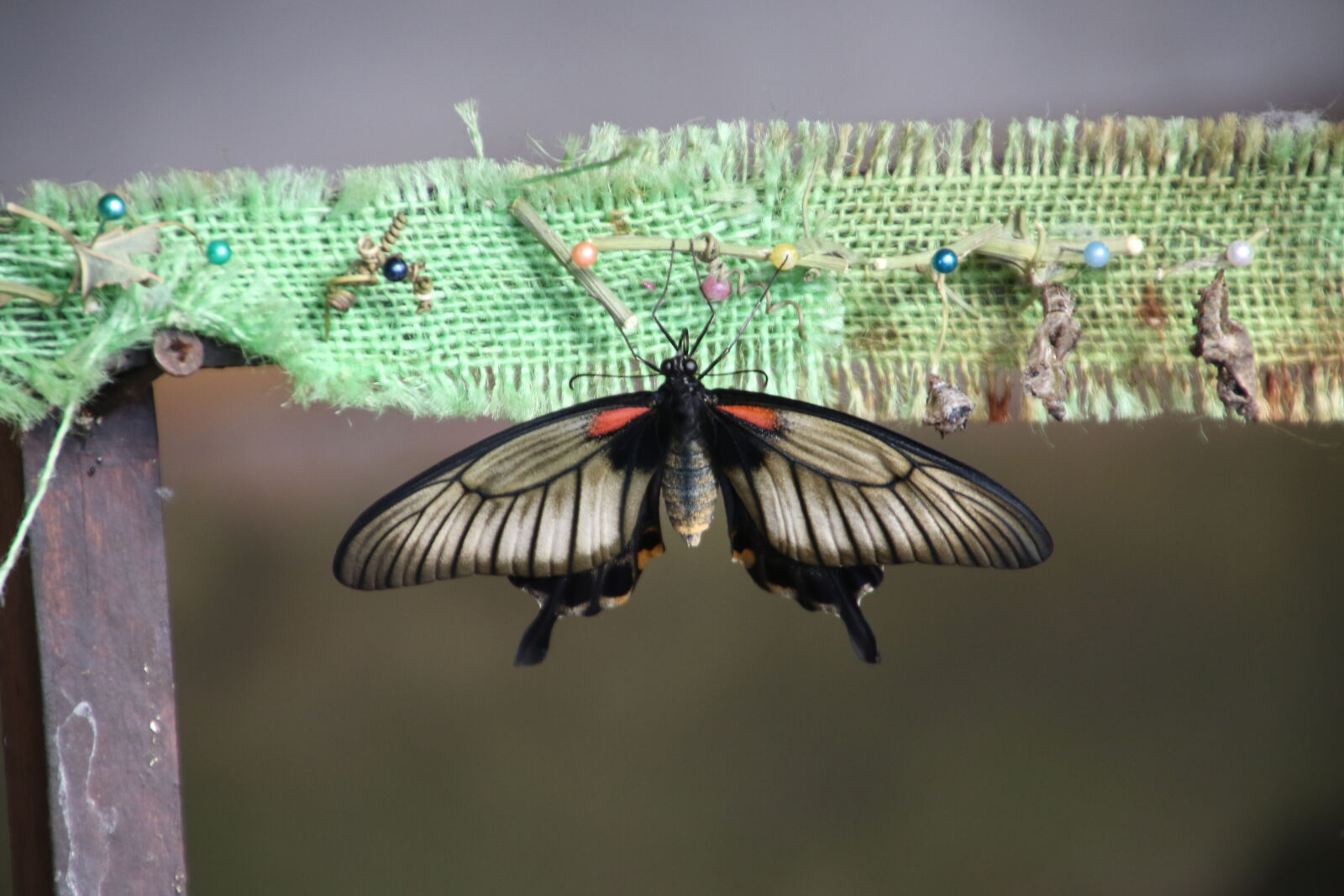 Canon EOS 7D Mark II sample photo. Animal, butterfly, fly, hatch photography
