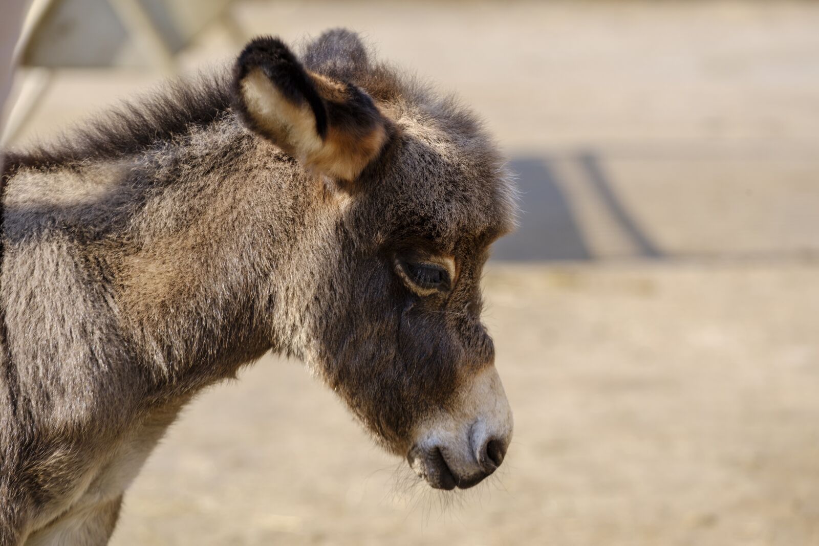 Fujifilm X-T2 sample photo. Donkey, horse, baby photography
