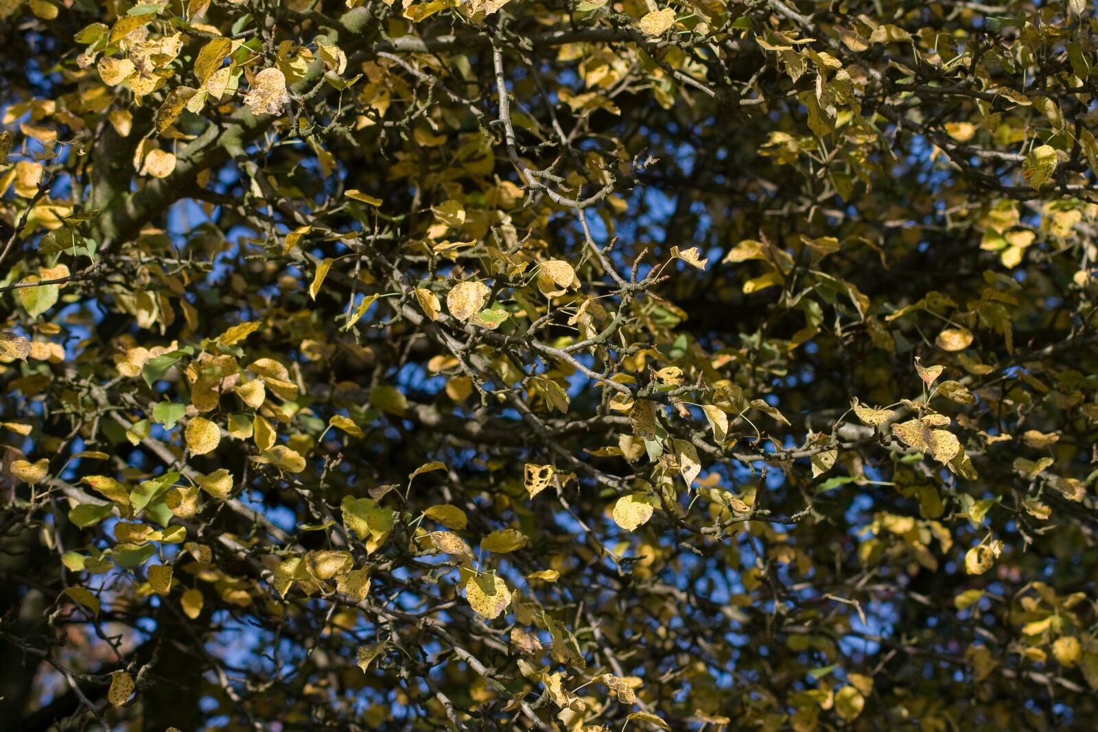 Canon EOS 400D (EOS Digital Rebel XTi / EOS Kiss Digital X) sample photo. Pear-tree, branch, blue sky photography