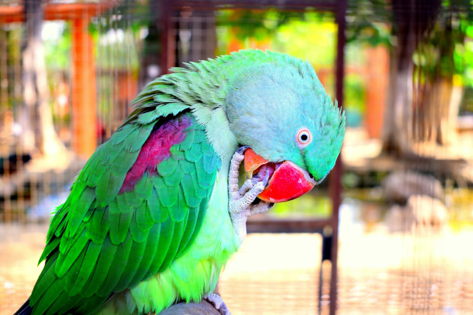 Nikon D5300 sample photo. Parrot, birds, design photography