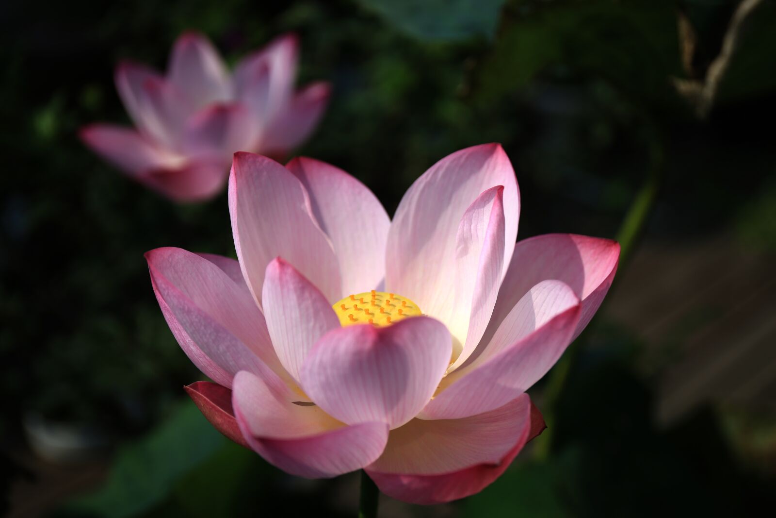 Canon EF 24-70mm F4L IS USM sample photo. Lotus, bright, pond photography