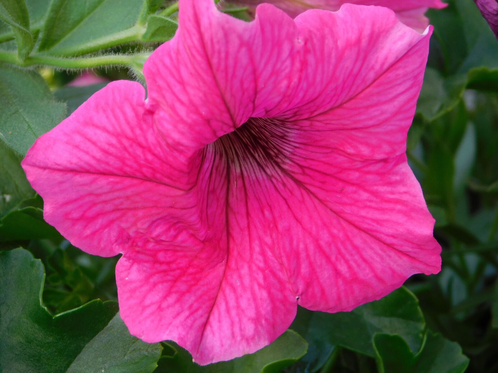 Nikon Coolpix B500 sample photo. Flower box, blossom, bloom photography
