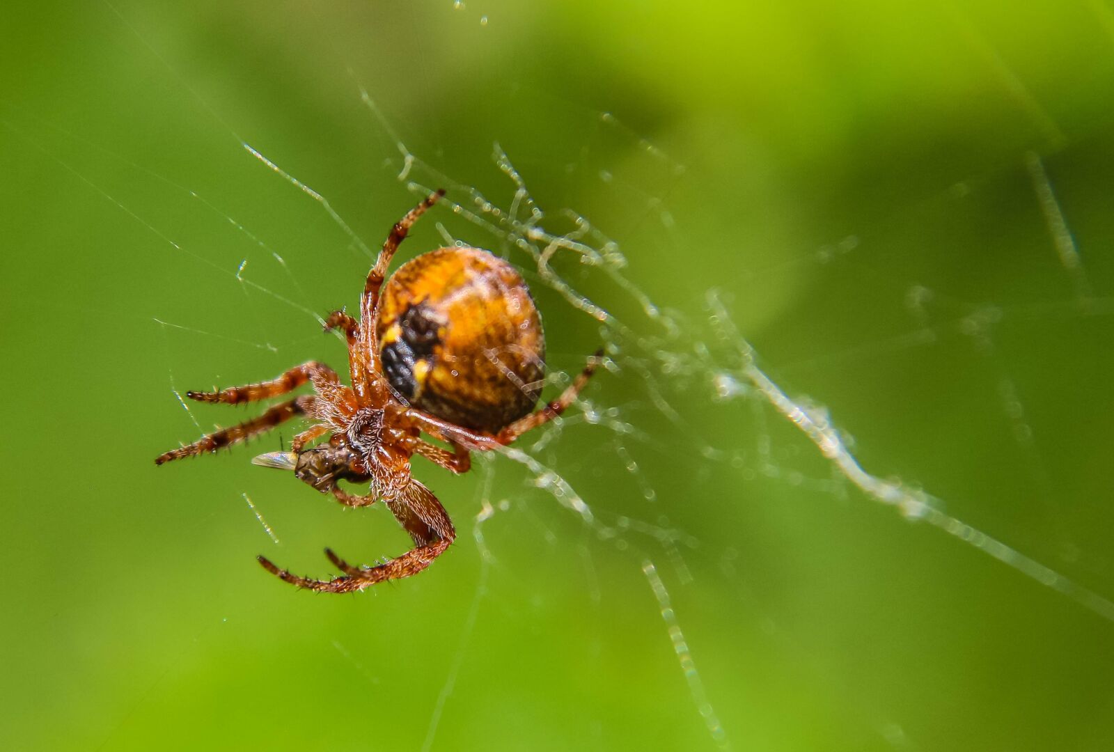 Canon EOS 70D sample photo. Spider, web-spider, canvas photography