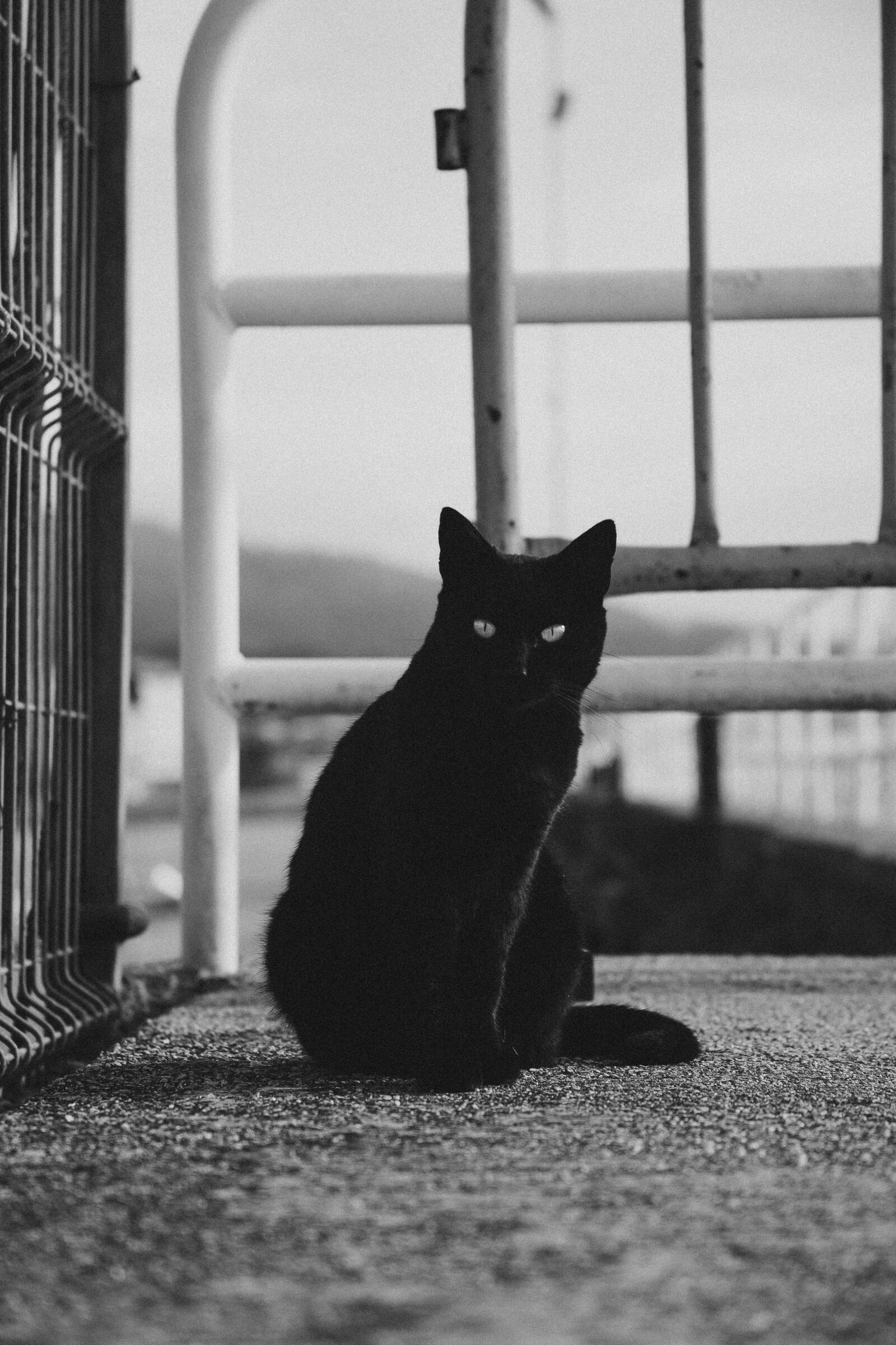 Canon EOS 6D + Canon EF 28-135mm F3.5-5.6 IS USM sample photo. Black, cat, animal photography