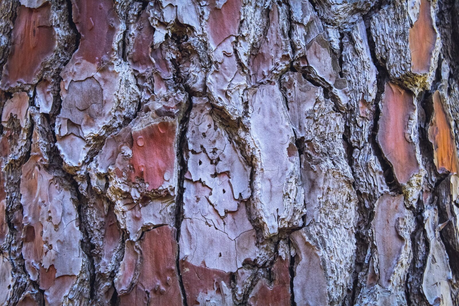 Canon EOS 4000D (EOS Rebel T100 / EOS 3000D) sample photo. Pine bark, tree bark photography
