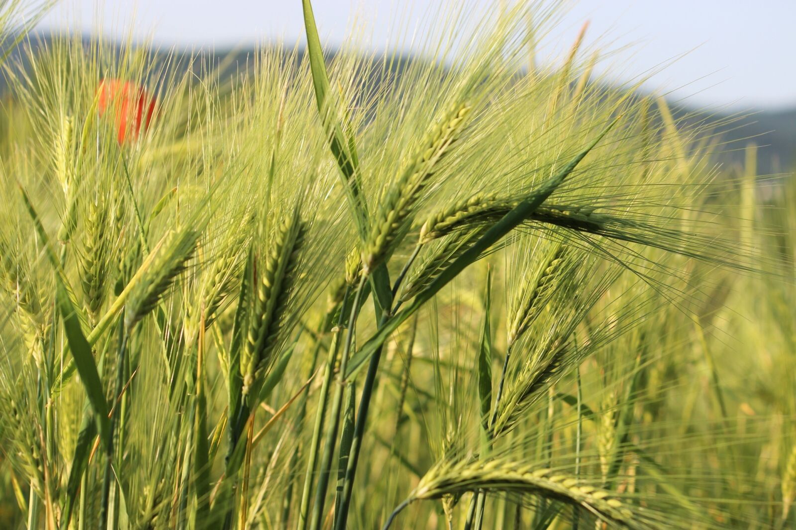 Canon EOS 600D (Rebel EOS T3i / EOS Kiss X5) sample photo. Cornfield, wheat, green photography