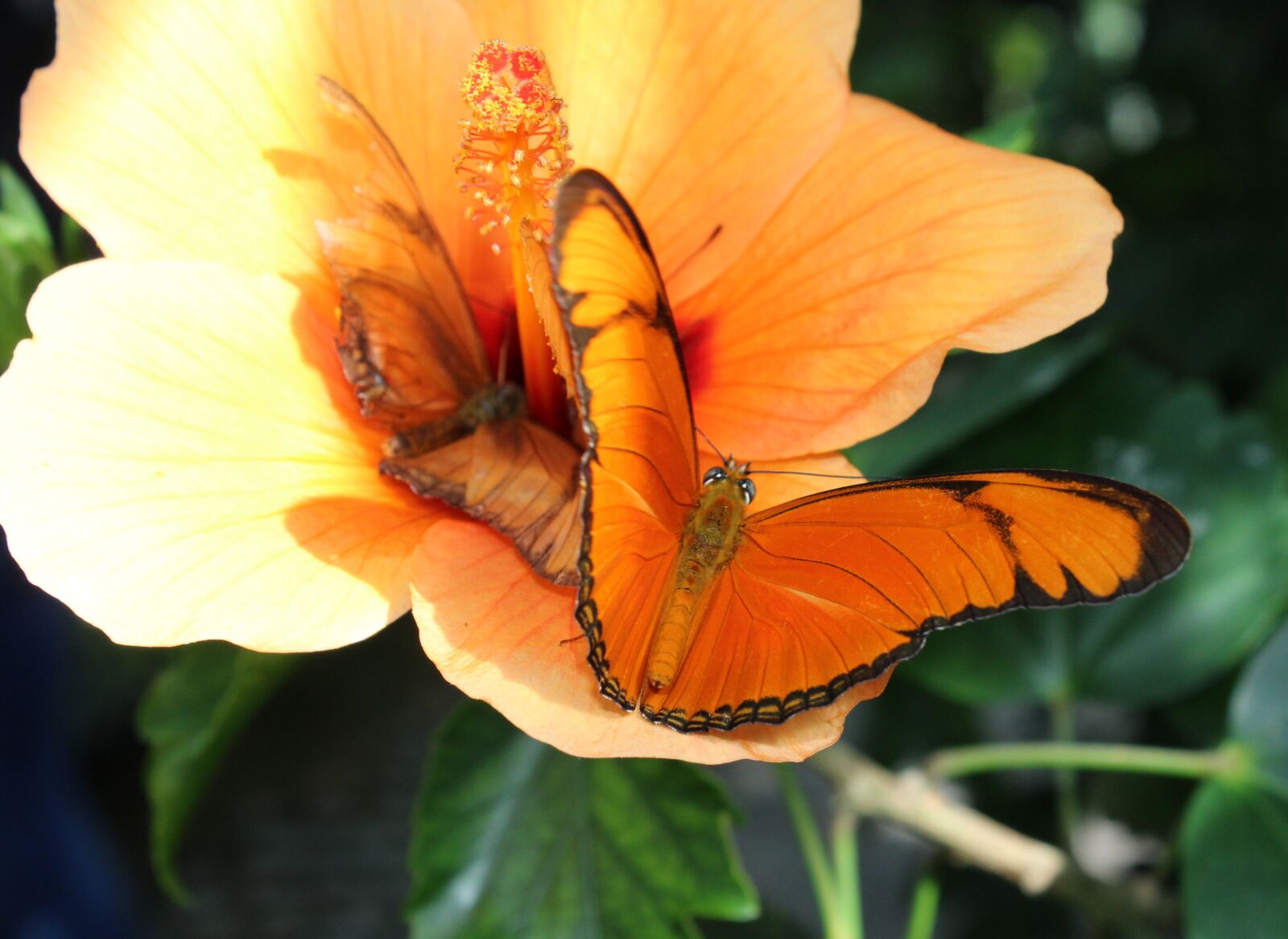 Canon EOS 1200D (EOS Rebel T5 / EOS Kiss X70 / EOS Hi) sample photo. Butterfly, orange, composition photography